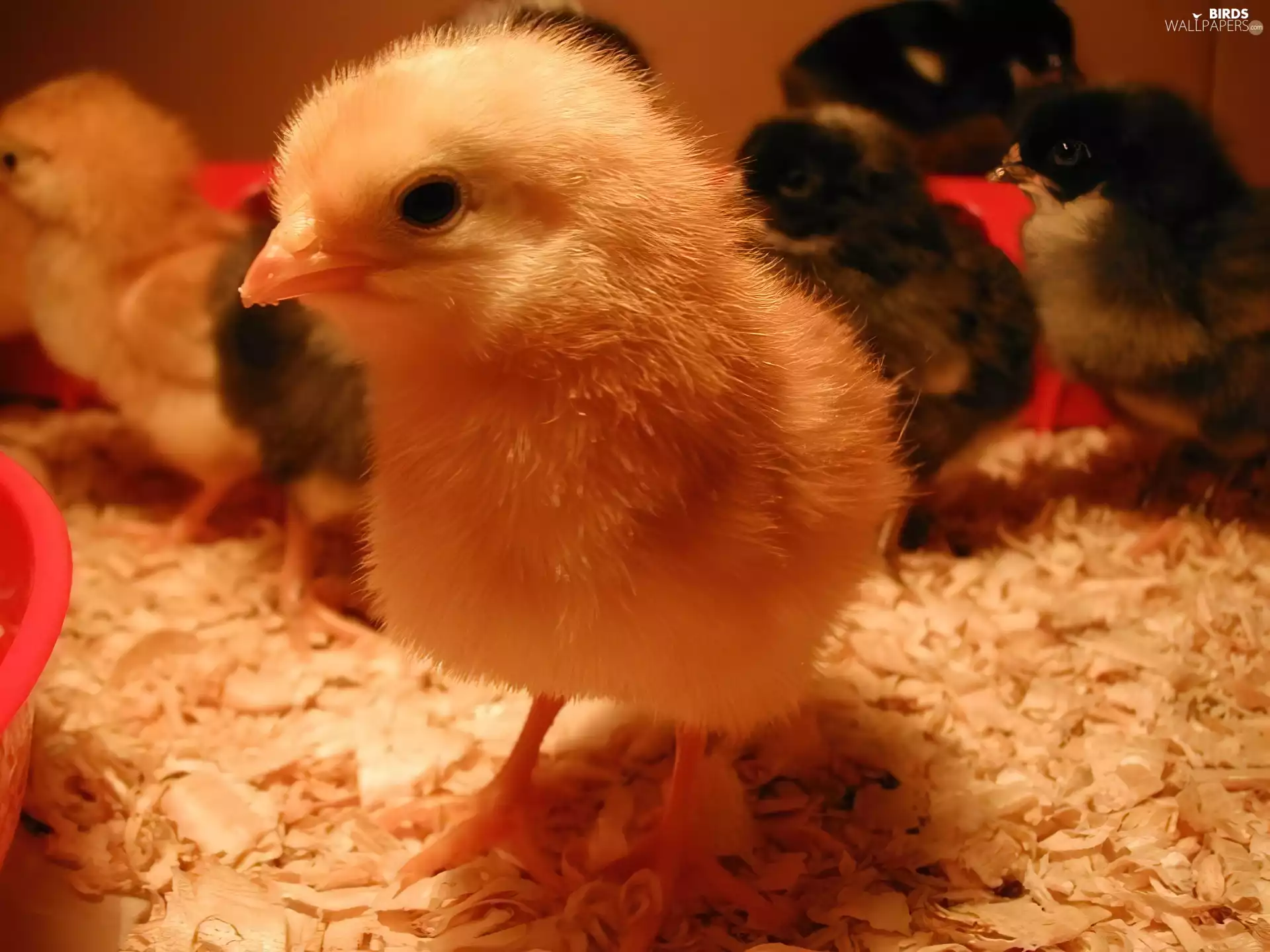 Tiny, chickens