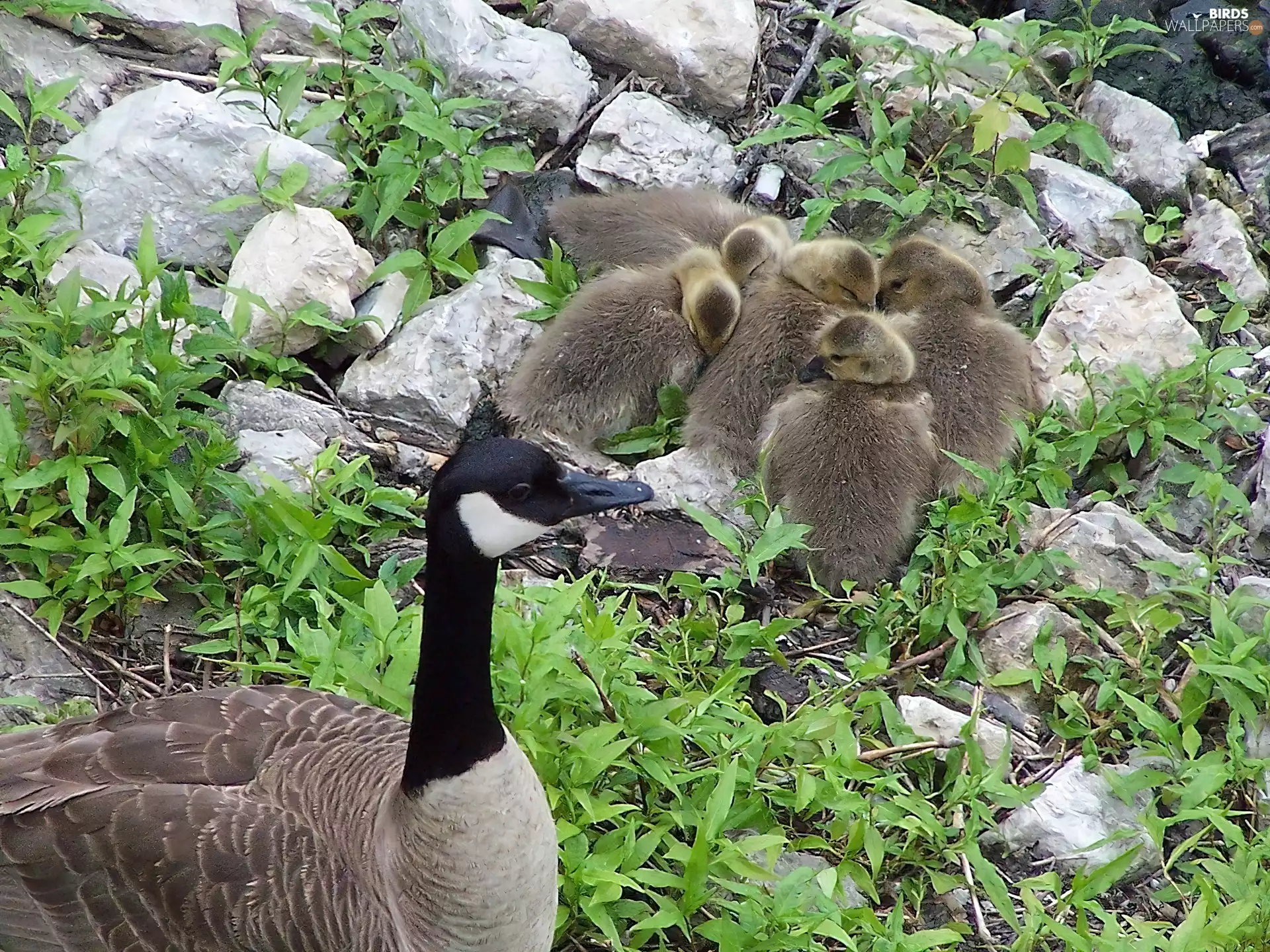 goose, Stones, green, Tiny