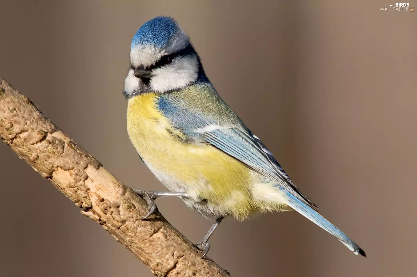 tit Blue Tit, tip, branch, blue