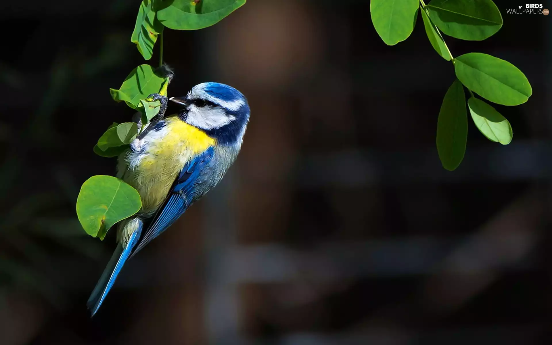Bird, Twigs, Leaf, tit