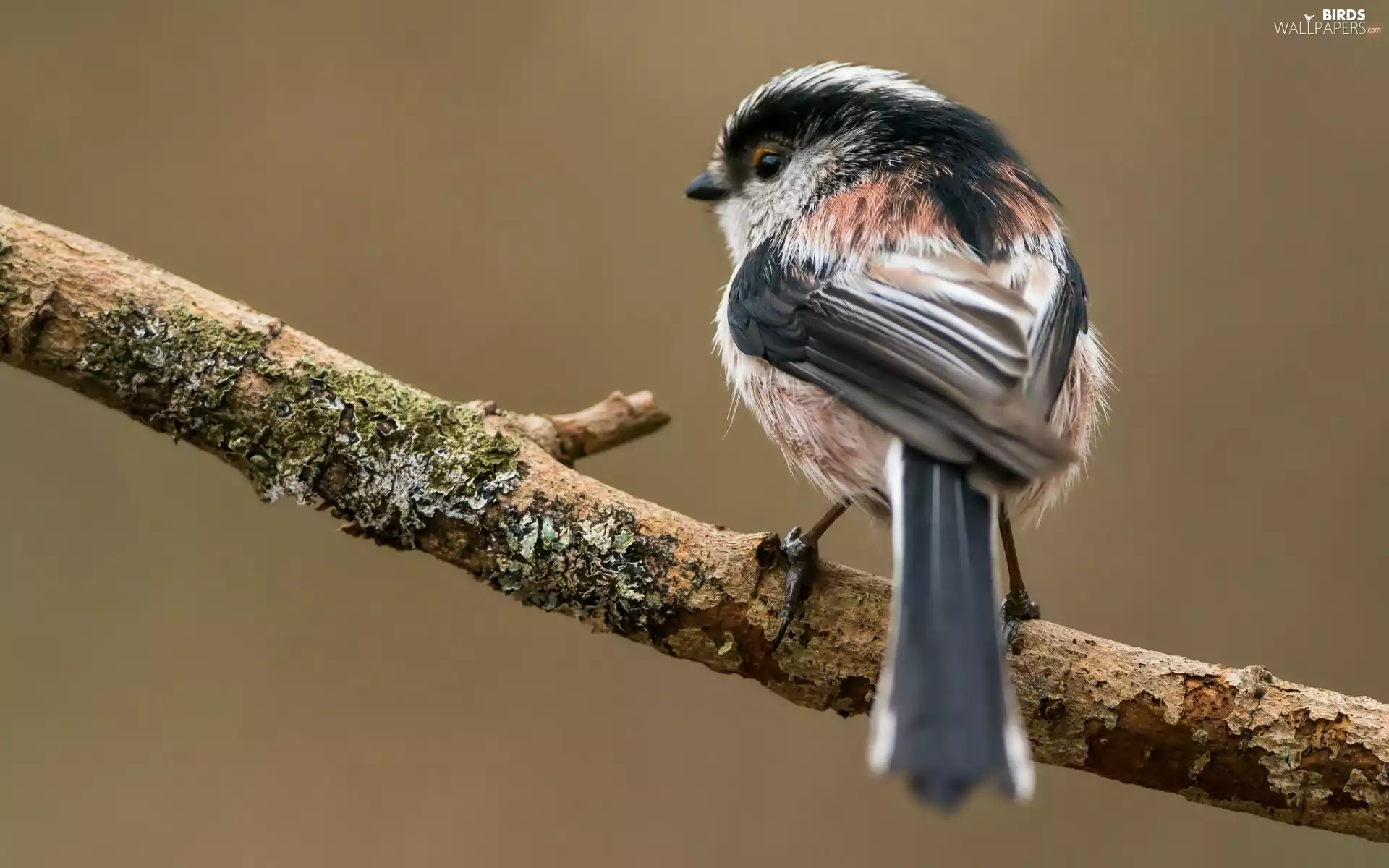 Bird, Long-tailed Tit
