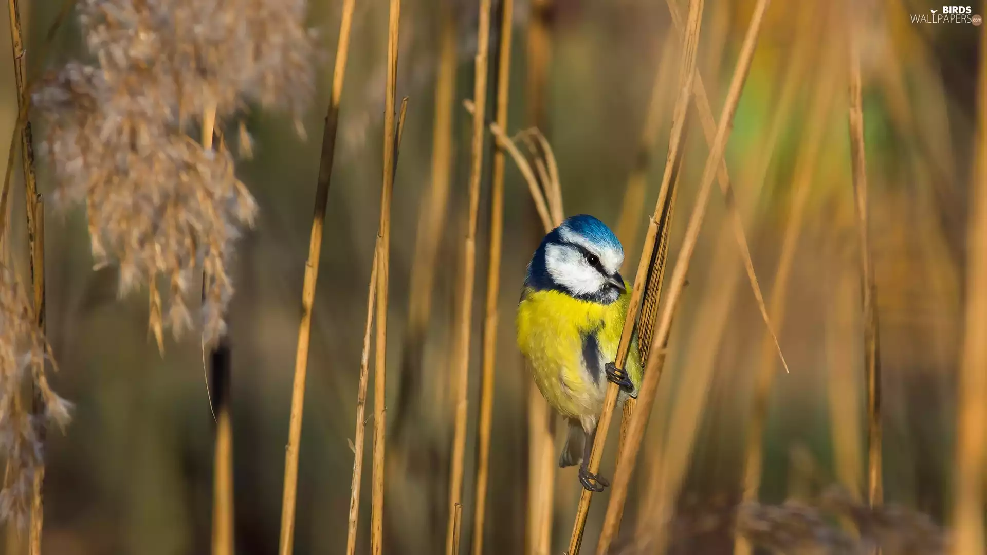 cane, grass, tit, Tit Ordinary, Bird