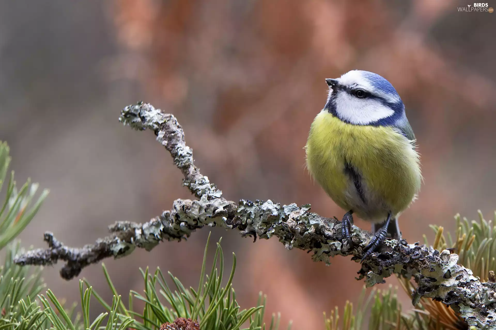 grass, branch, tit, Tit Ordinary, Bird