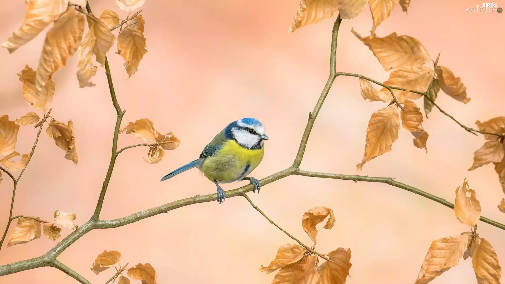twig, Leaf, tit, Tit Ordinary, Bird