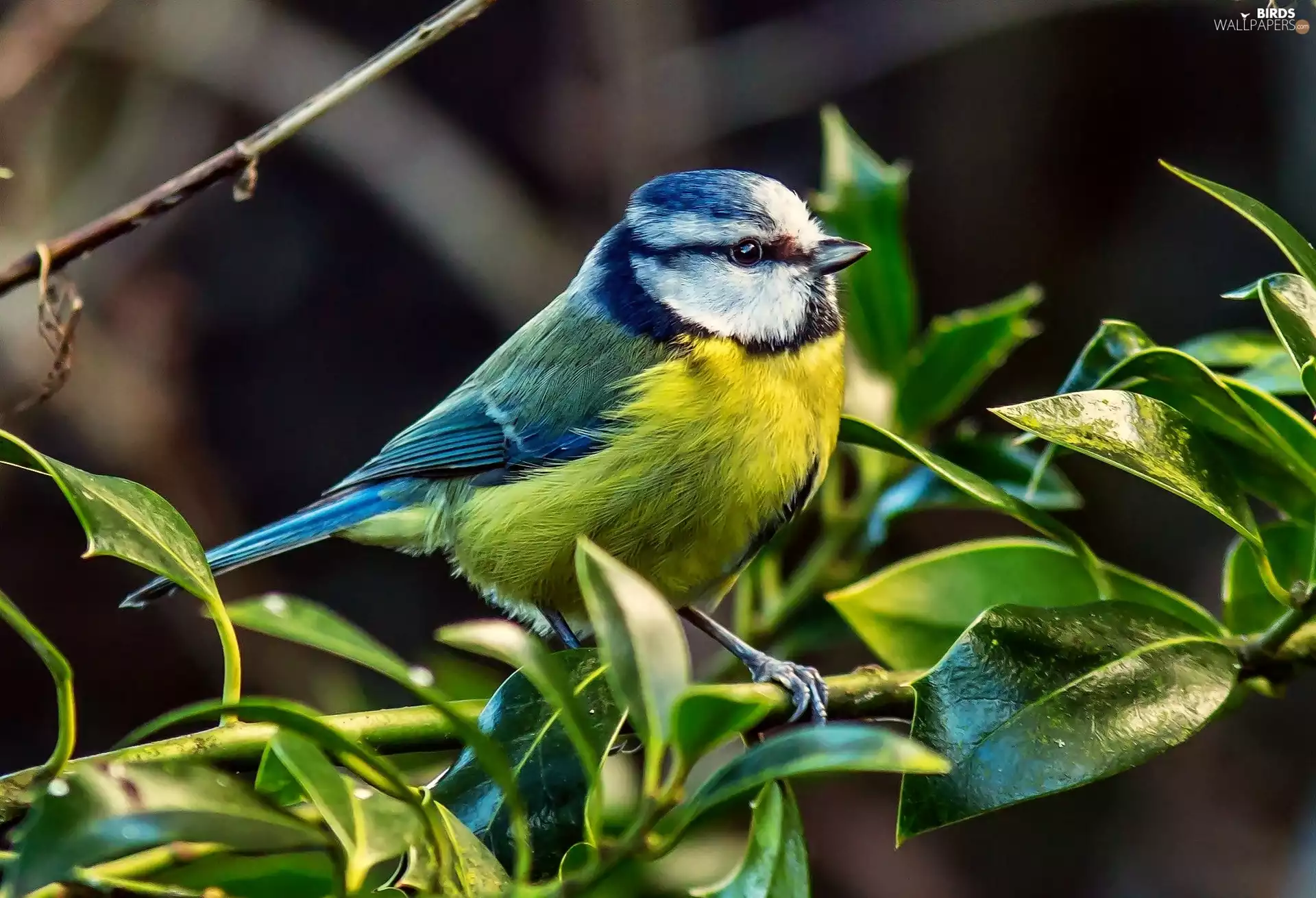 Bird, Green, twig, tit
