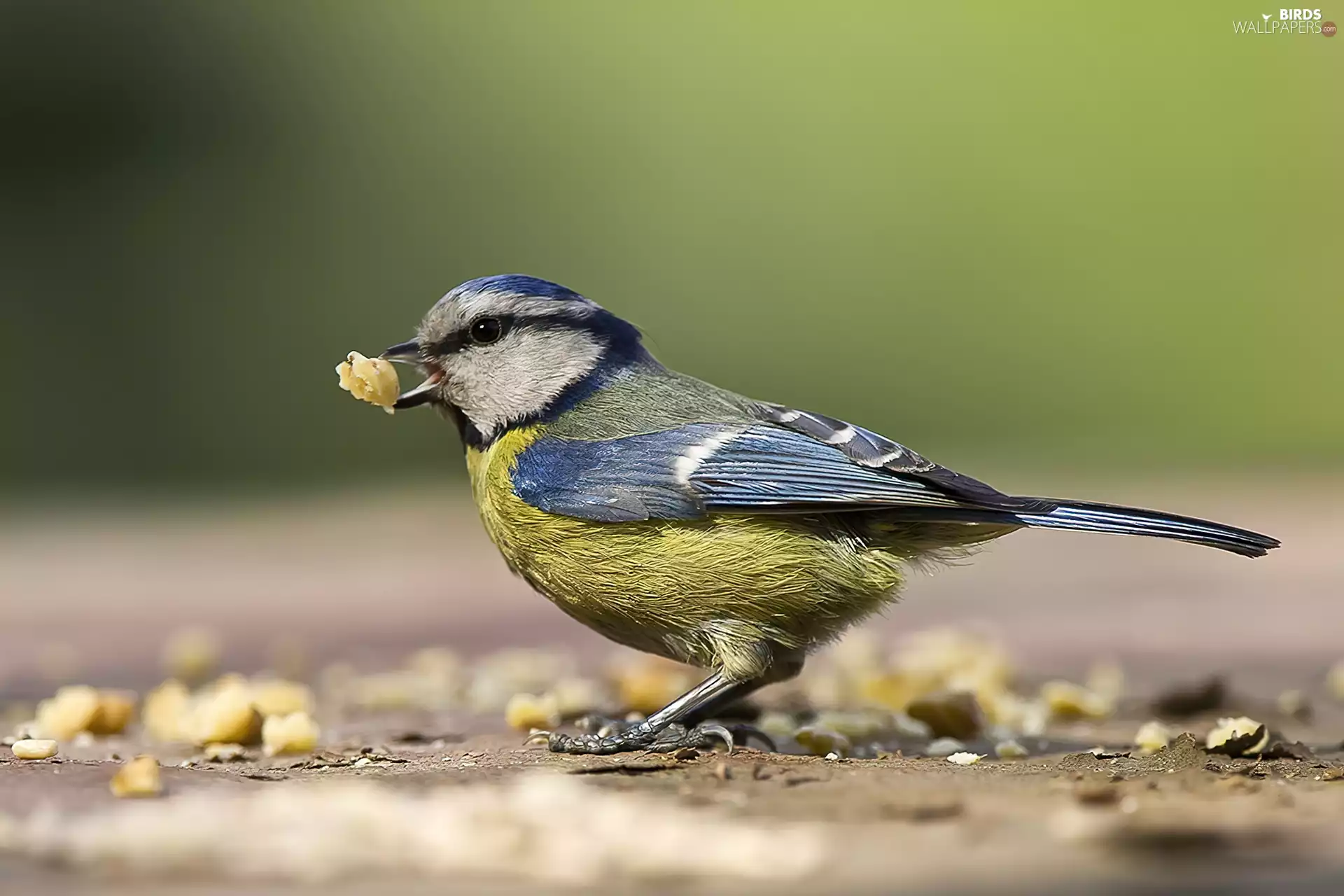 Blue Tit, birds, tit