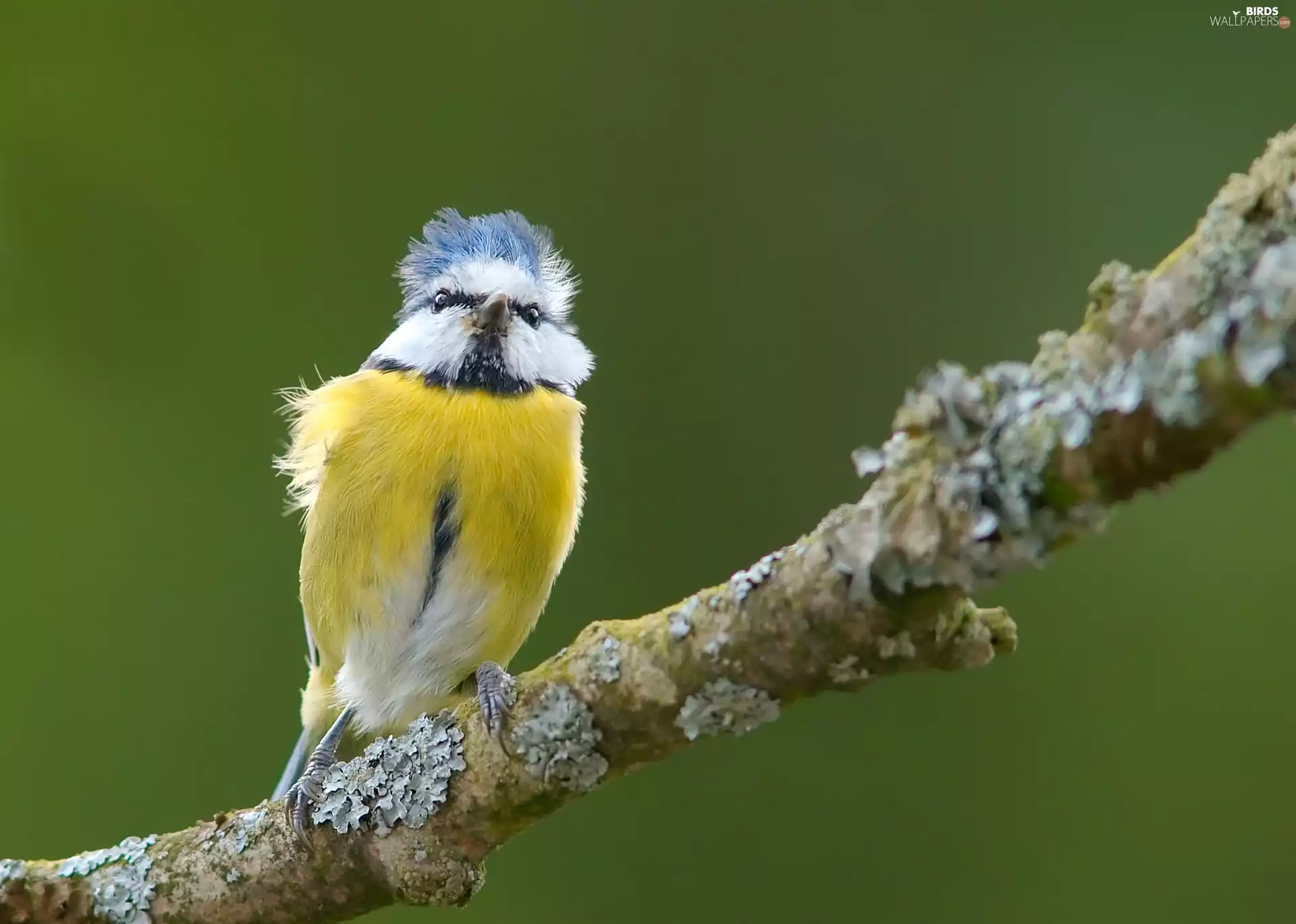 branch, tit, Blue Tit
