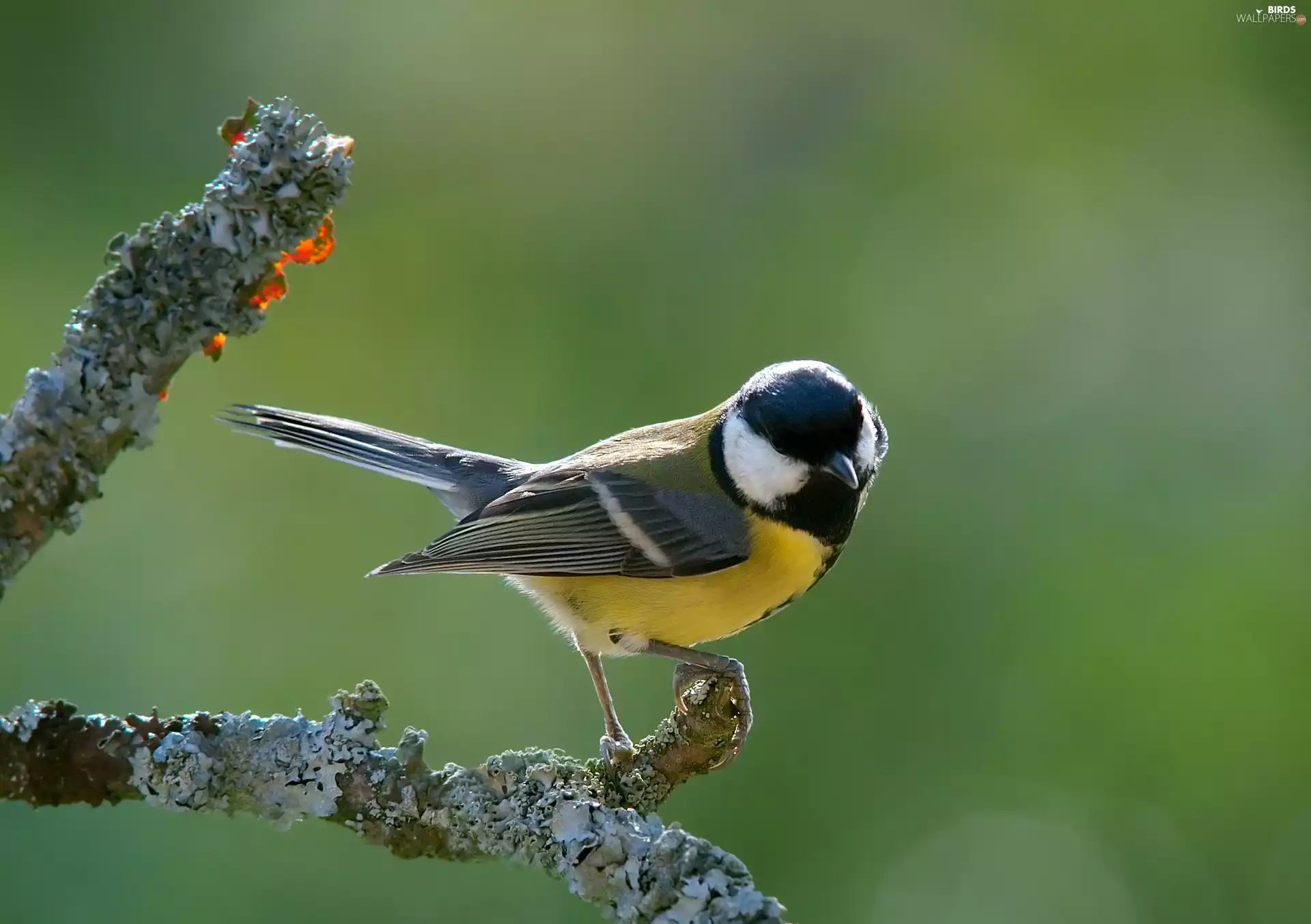 branch, tit, Great Tit