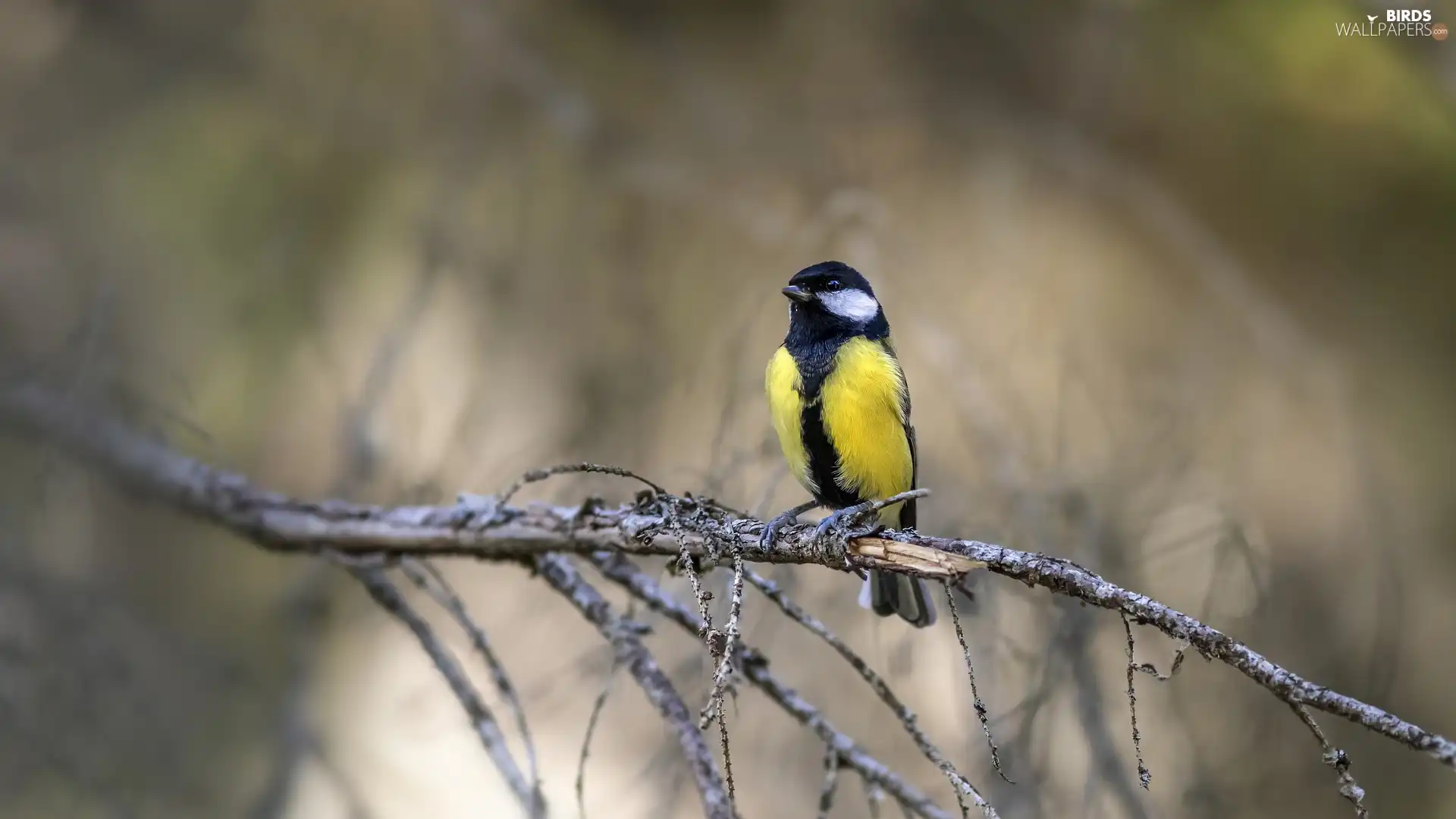 branch, tit, Great Tit