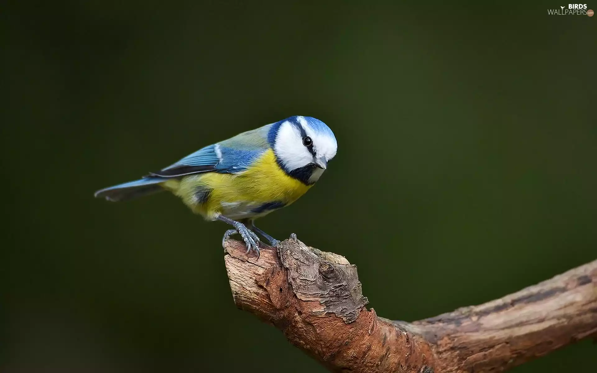 tit, Branch