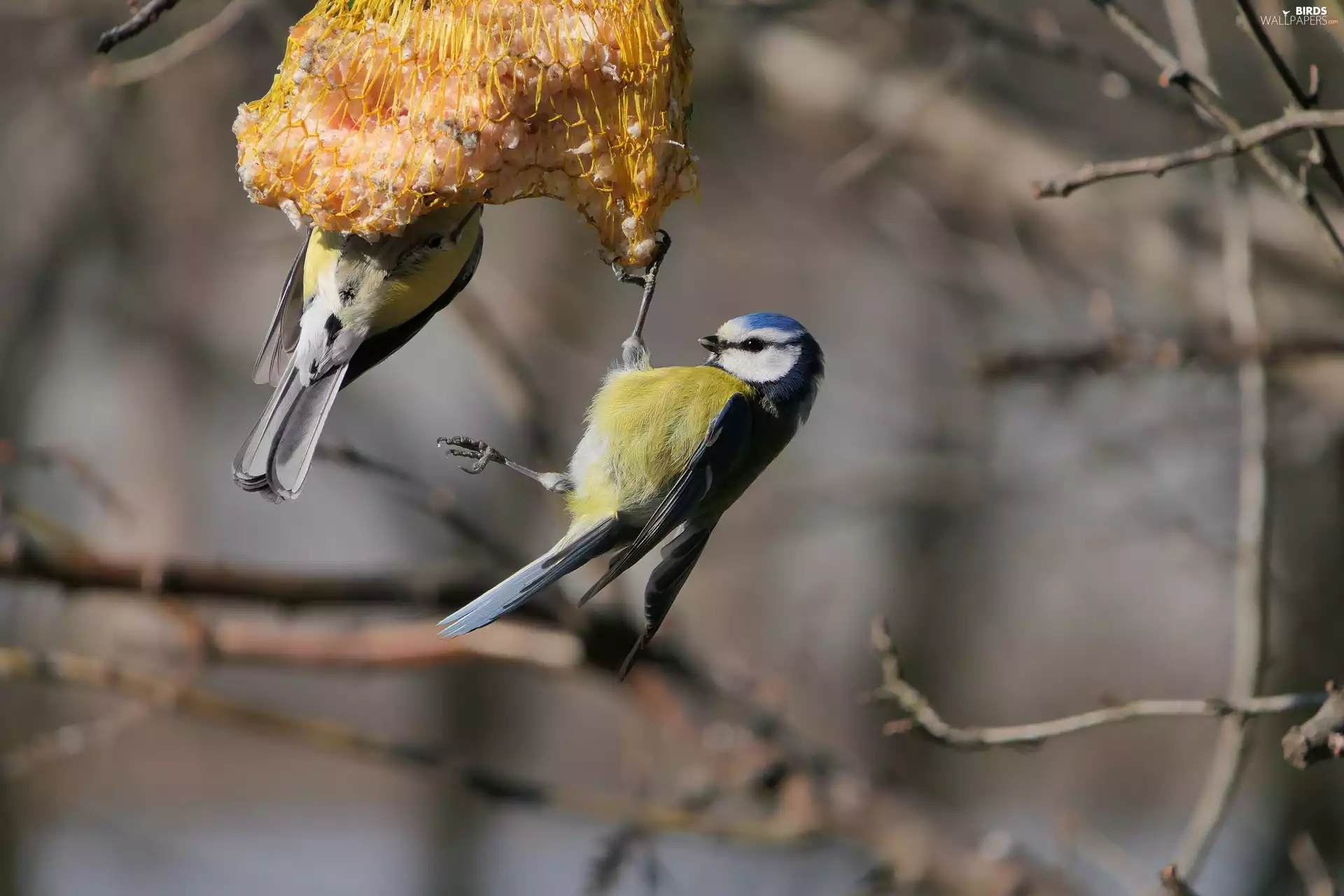 Chickadees, Eurasian Blue Tit