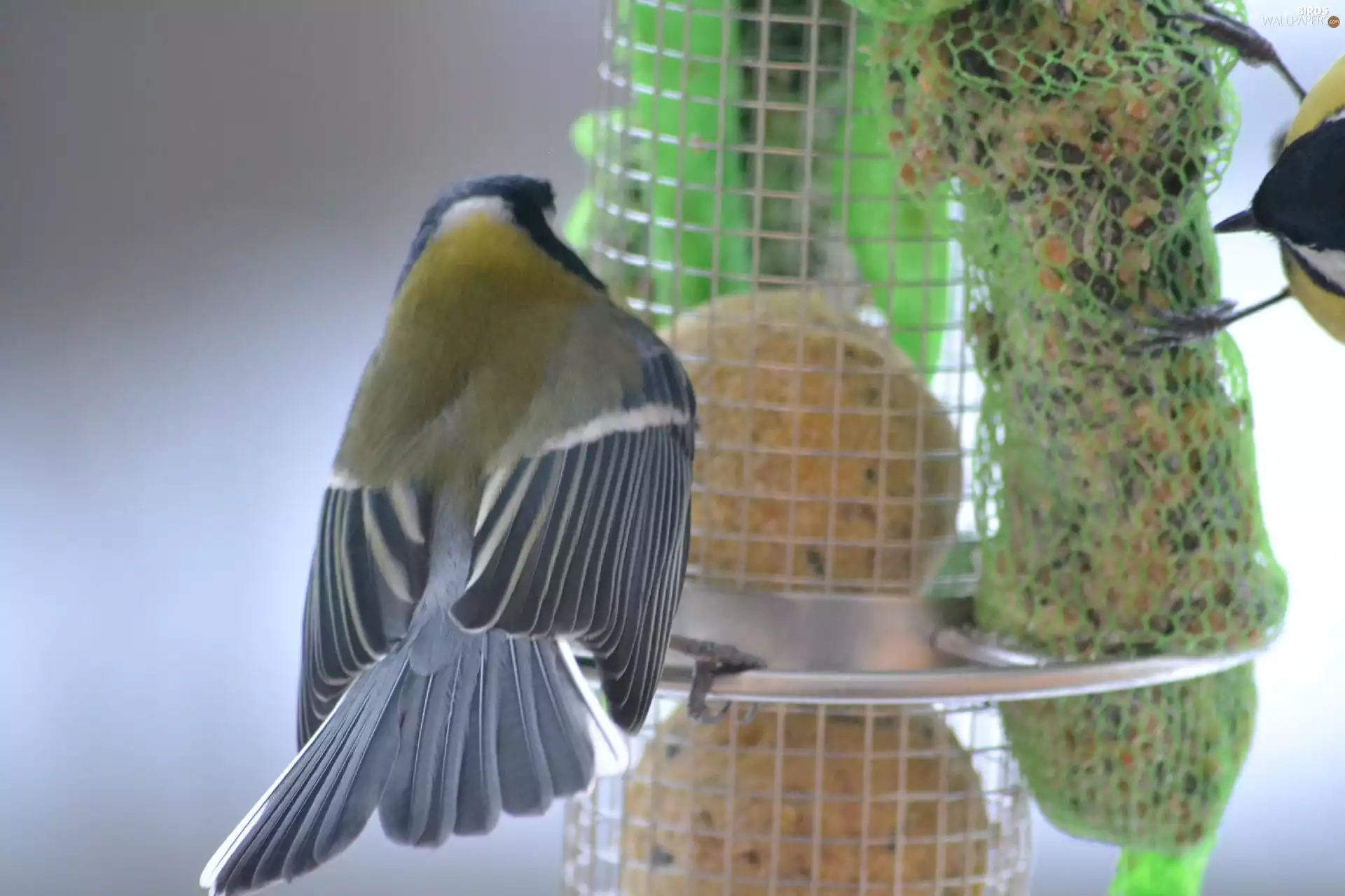 tit, Bird feeder