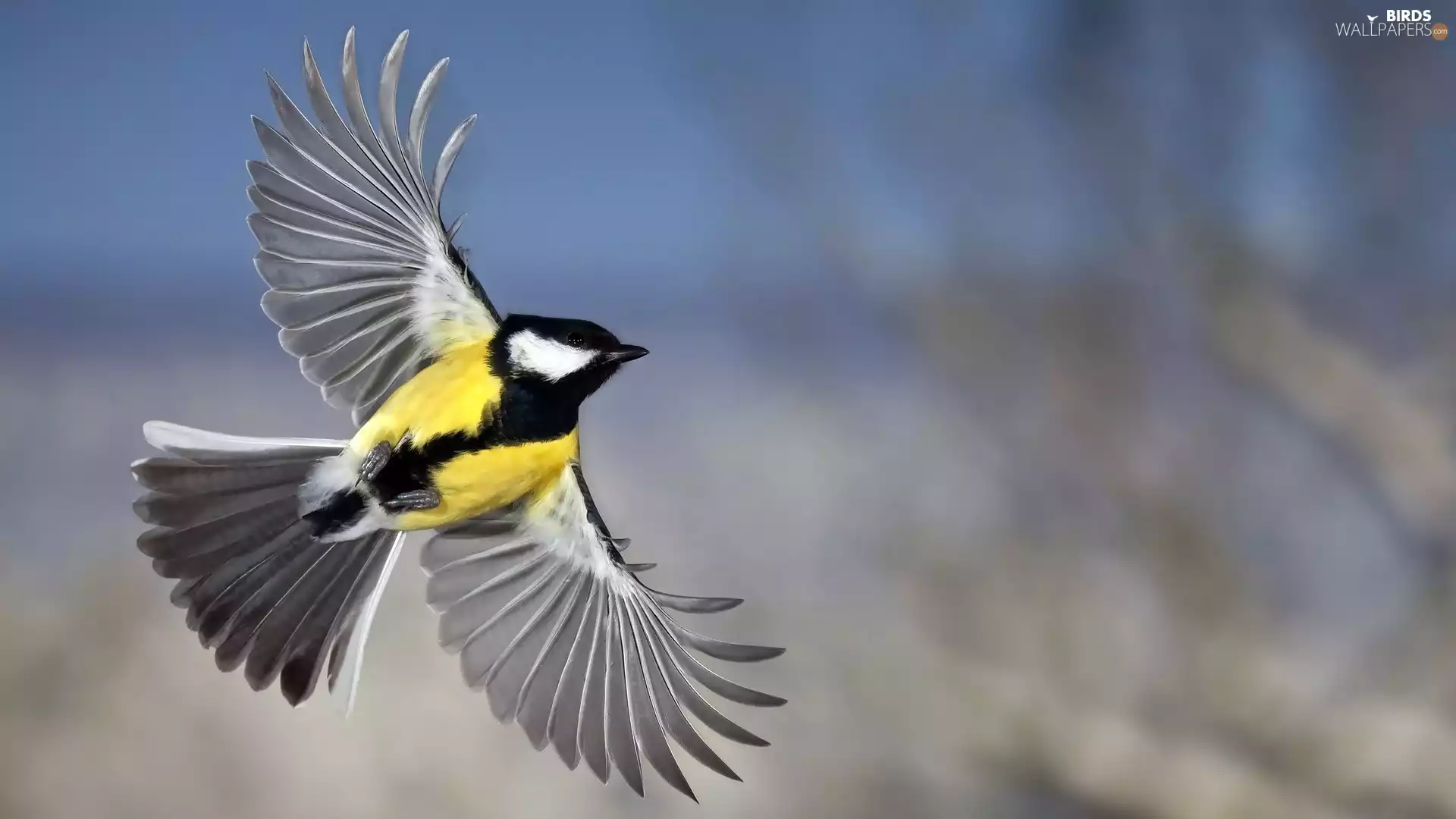 flight, tit, Great Tit