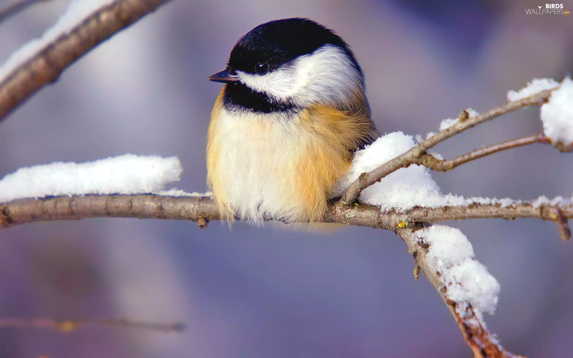 twig, tit, Great Tit, snow