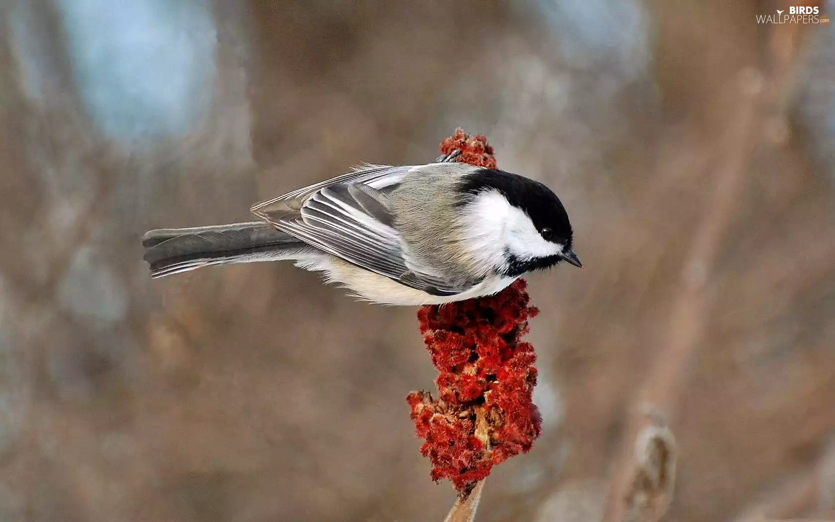 Tit Tit, Red, Flowers, twig