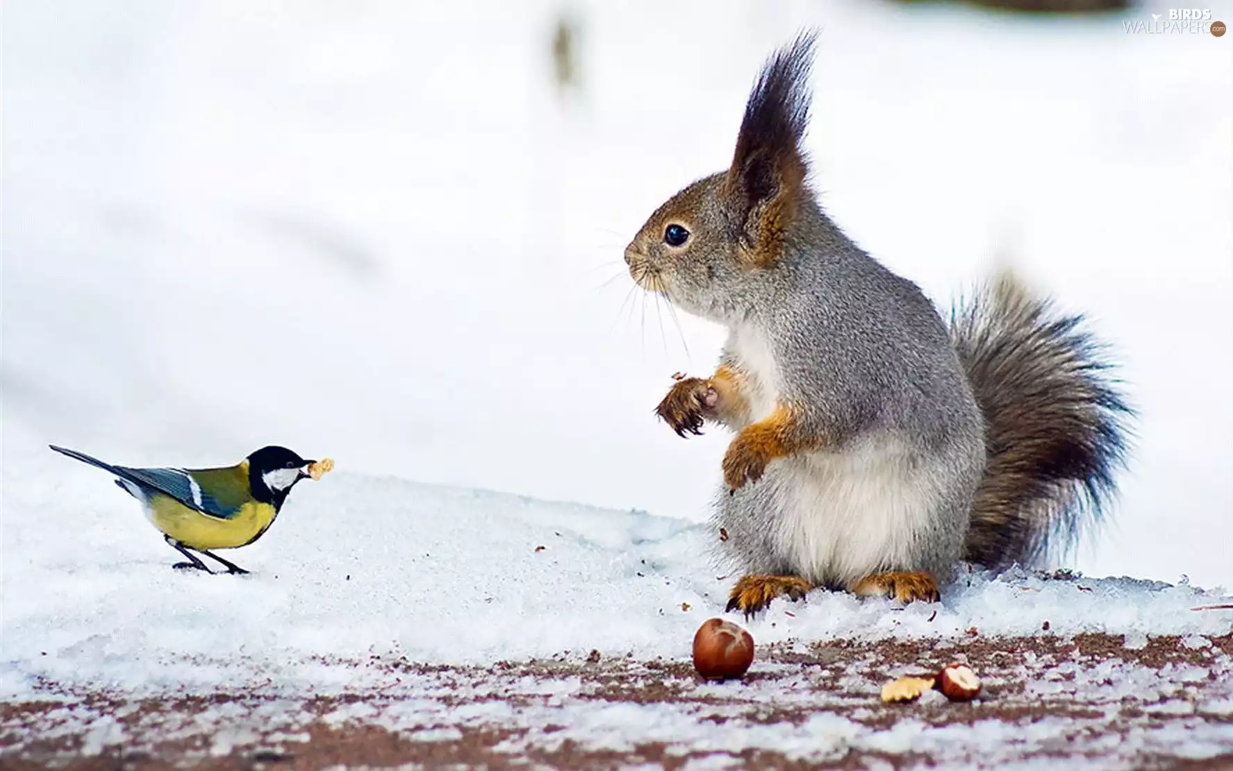 squirrel, winter, peanuts, tit