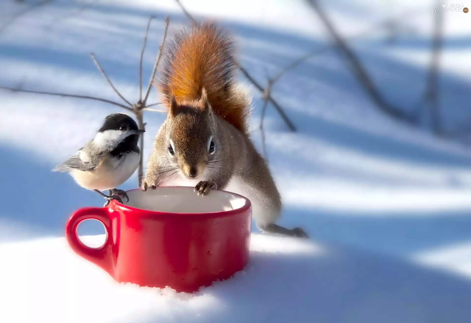 tit, winter, squirrel