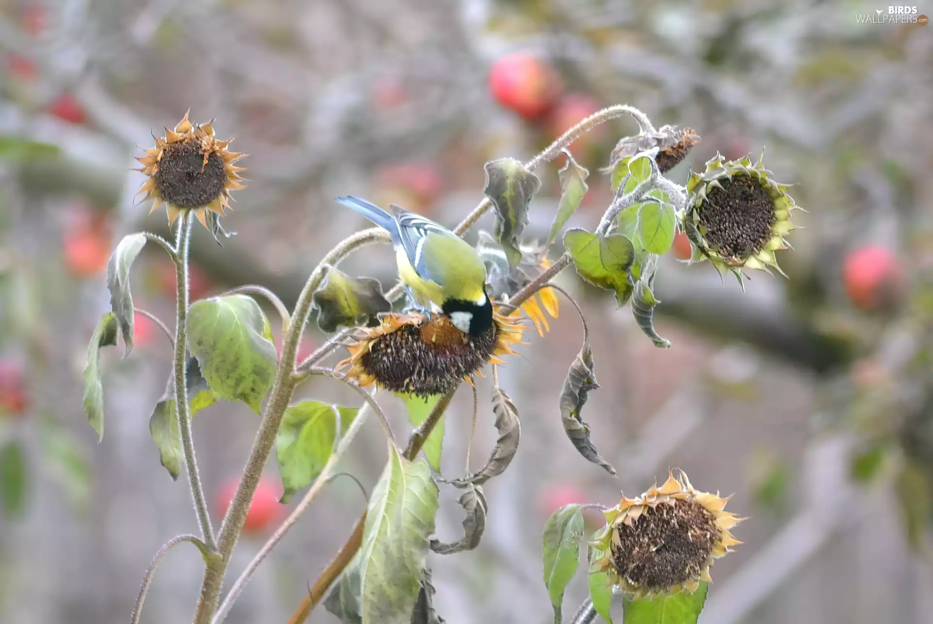 tit, Nice sunflowers