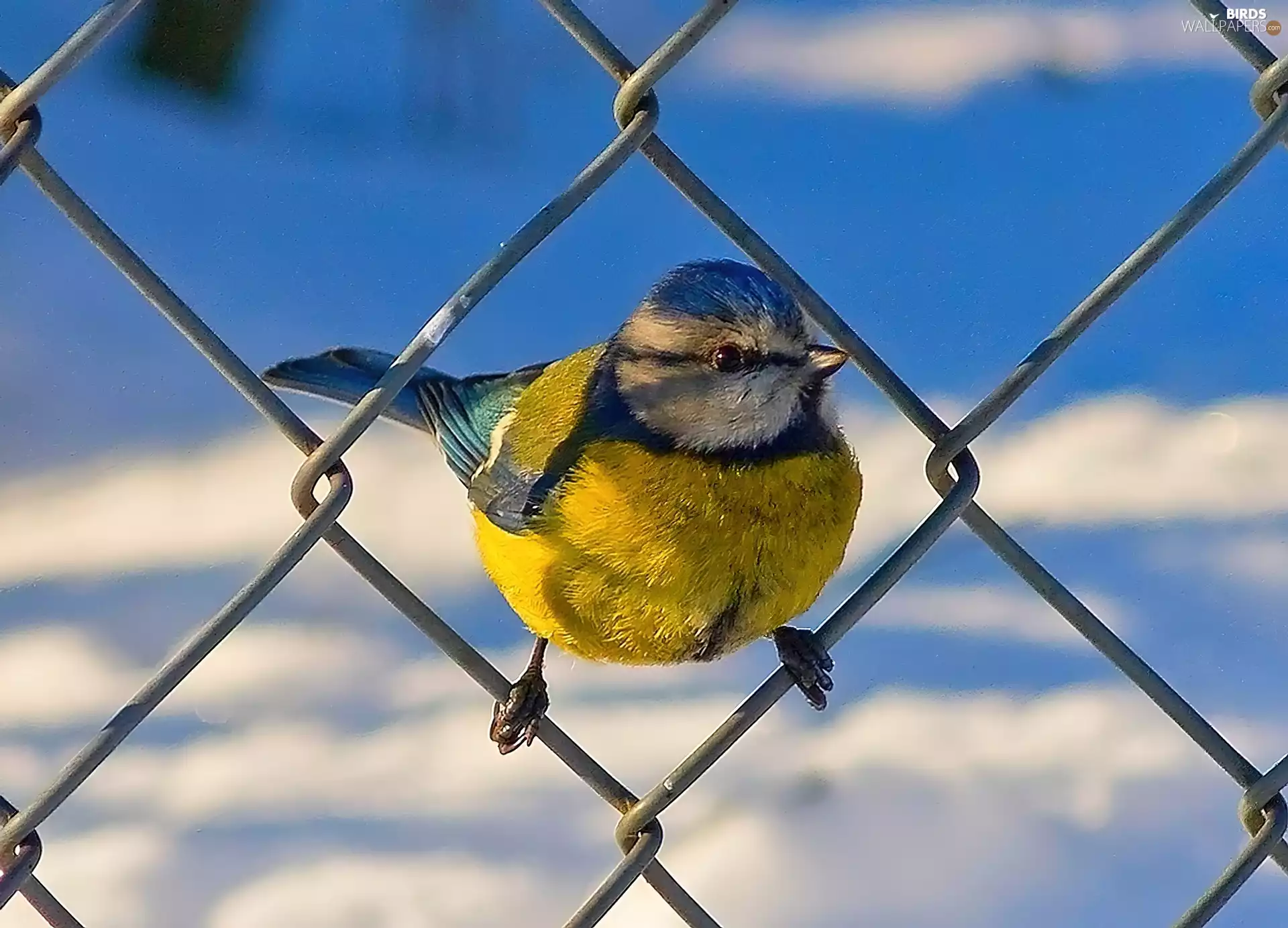 tit, Blue Tit