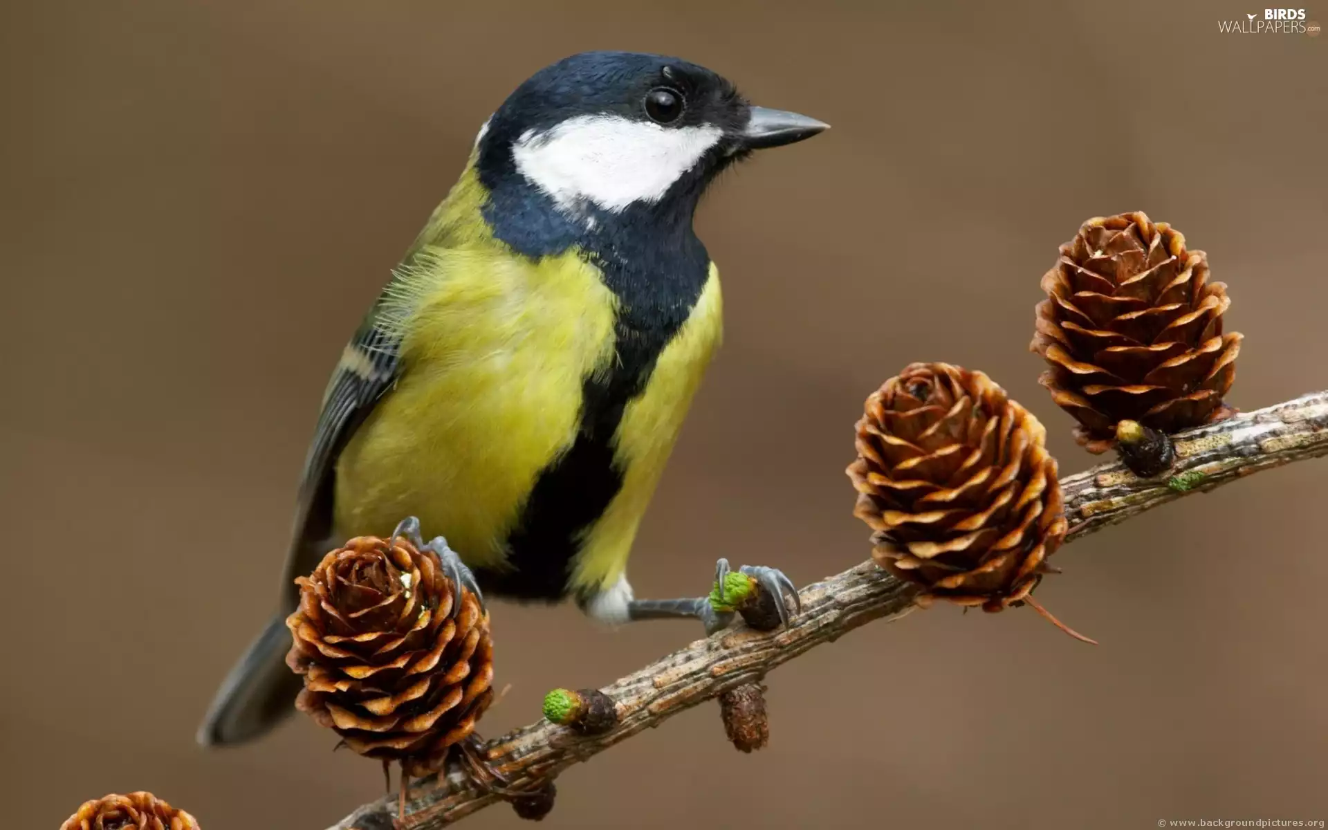 tit, Great Tit