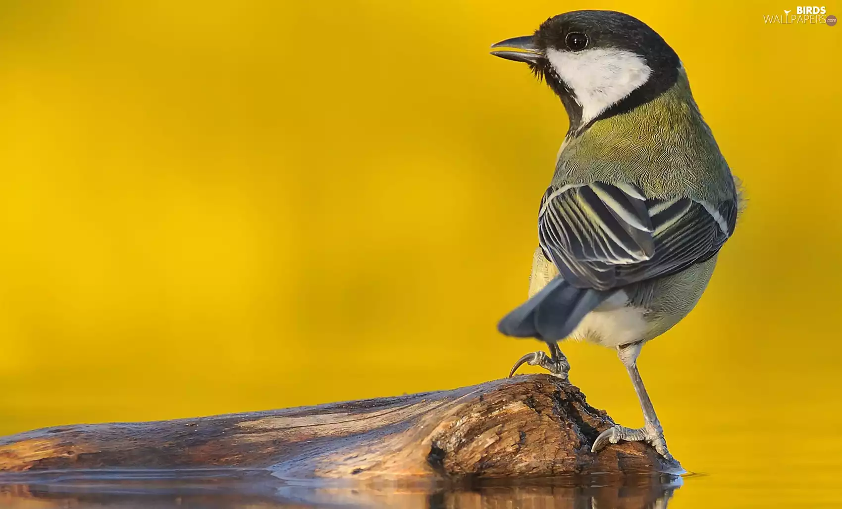 tit, Great Tit