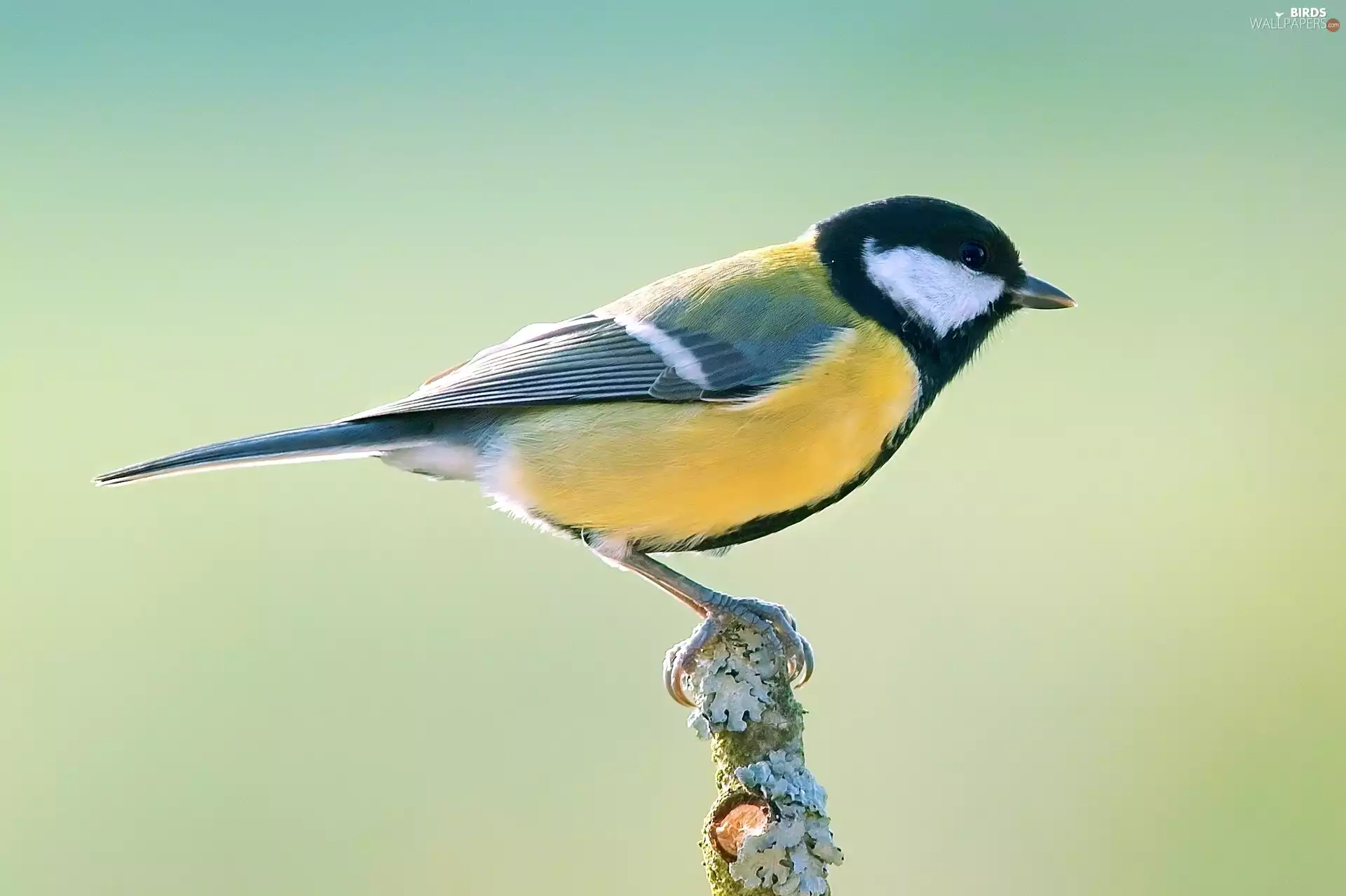 tit, Great Tit