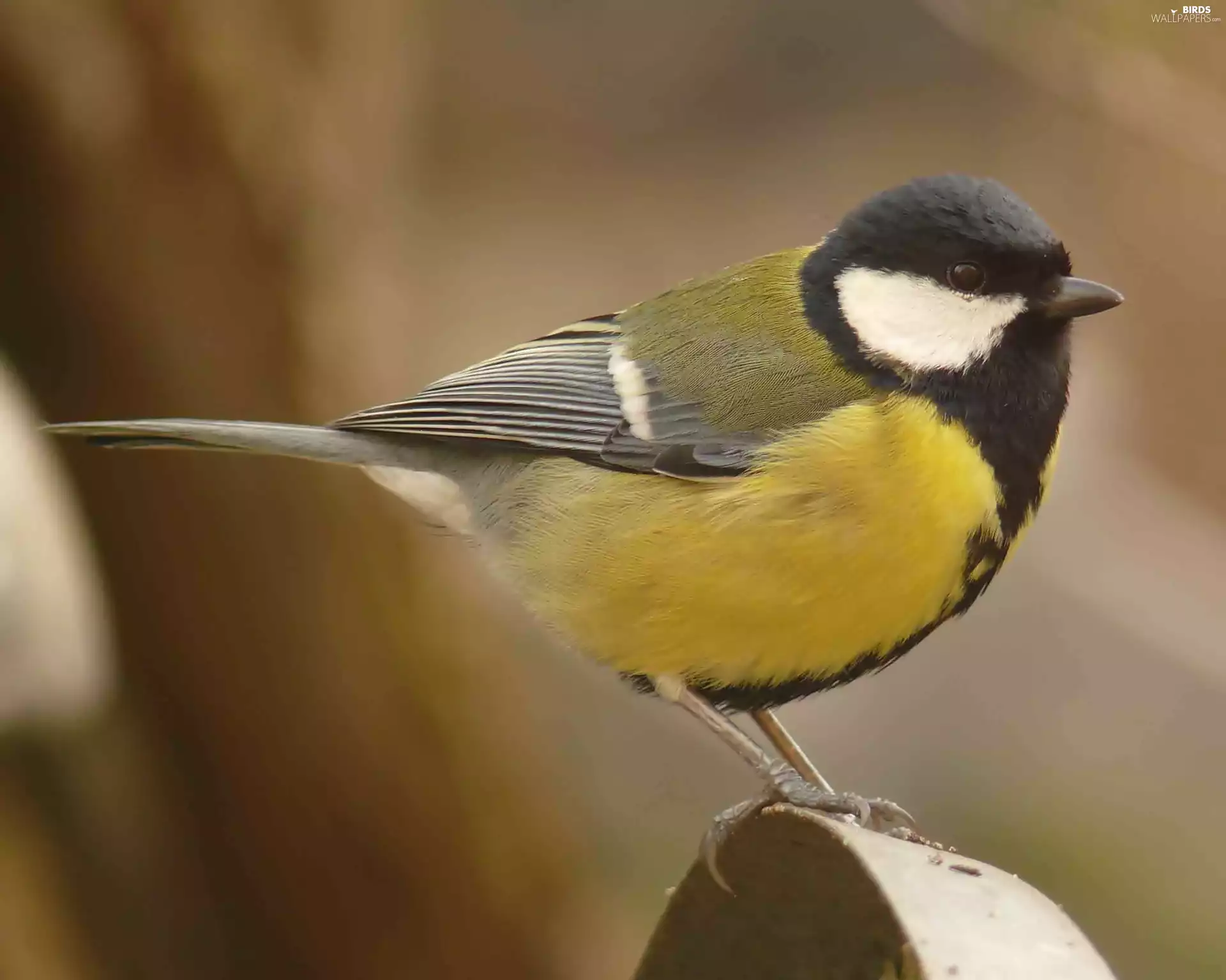 tit, Great Tit