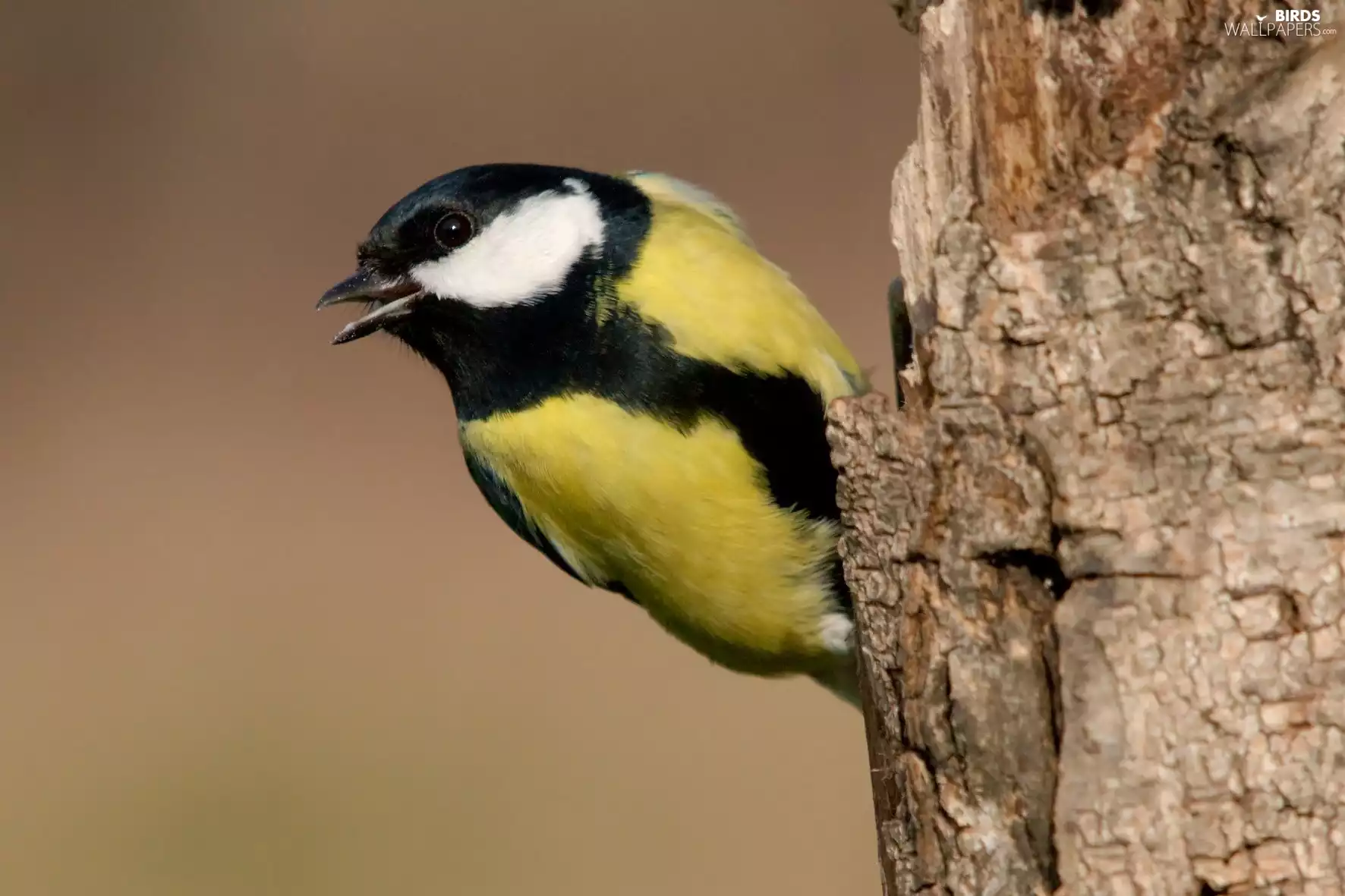 tit tit, trees, viewes, cork