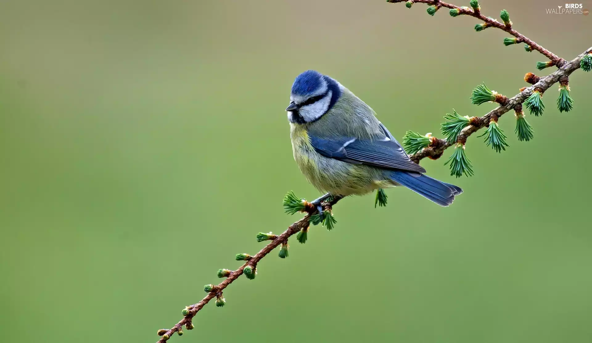 tit, Bird, twig