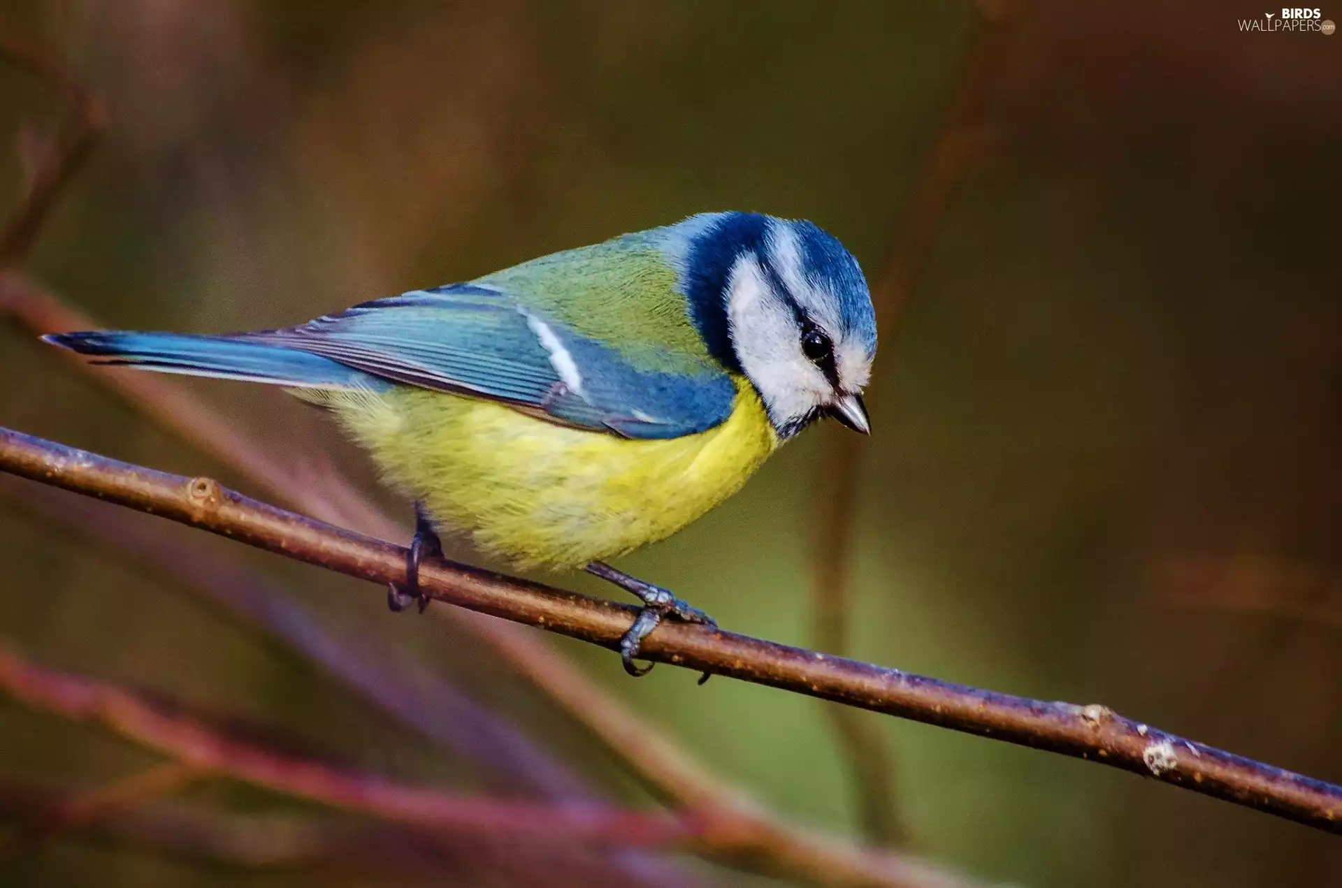 tit, birdies, twig
