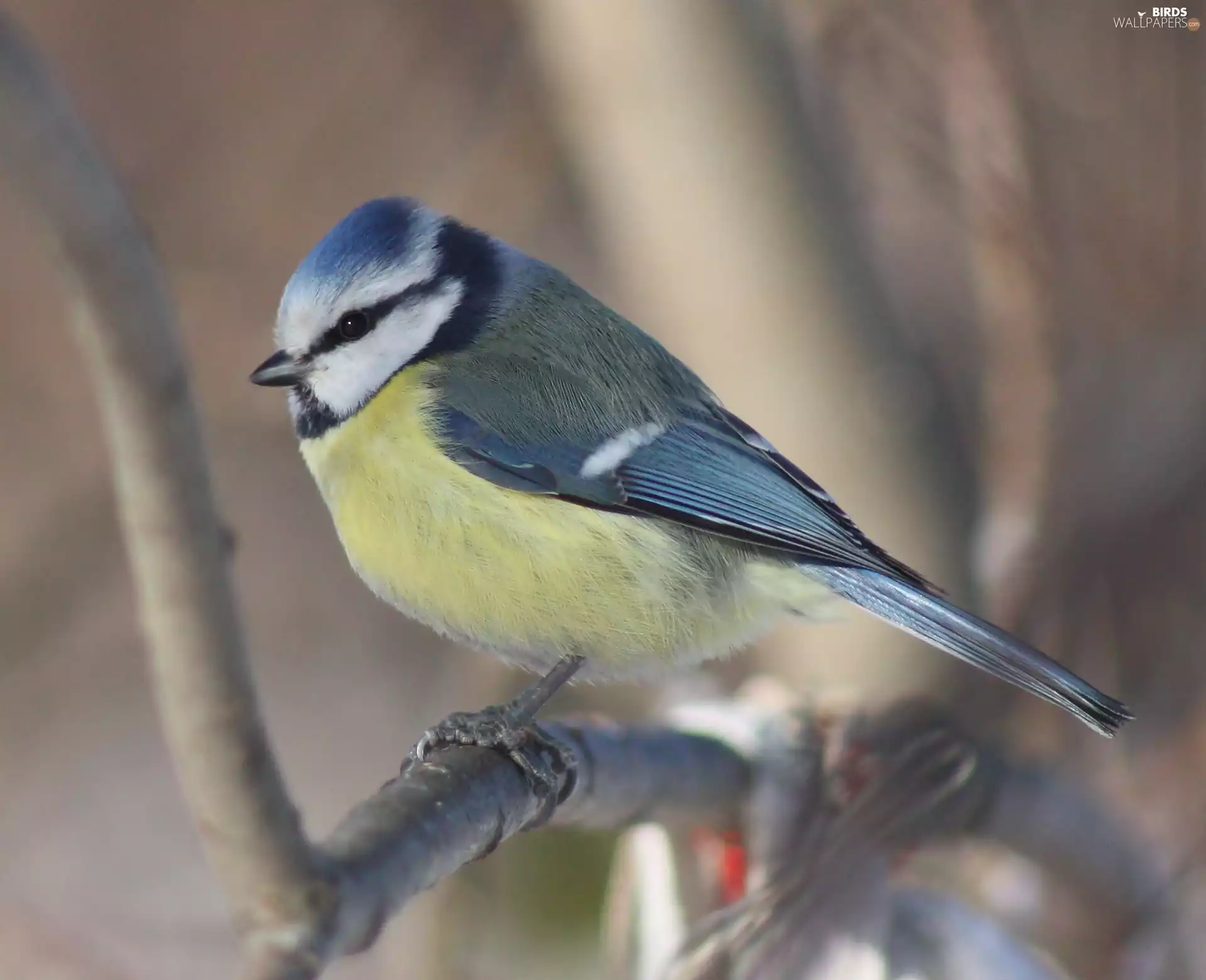 twig, tit, Blue Tit
