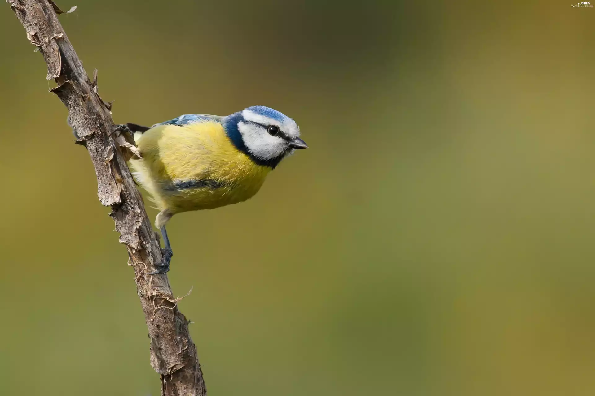twig, tit, Blue Tit