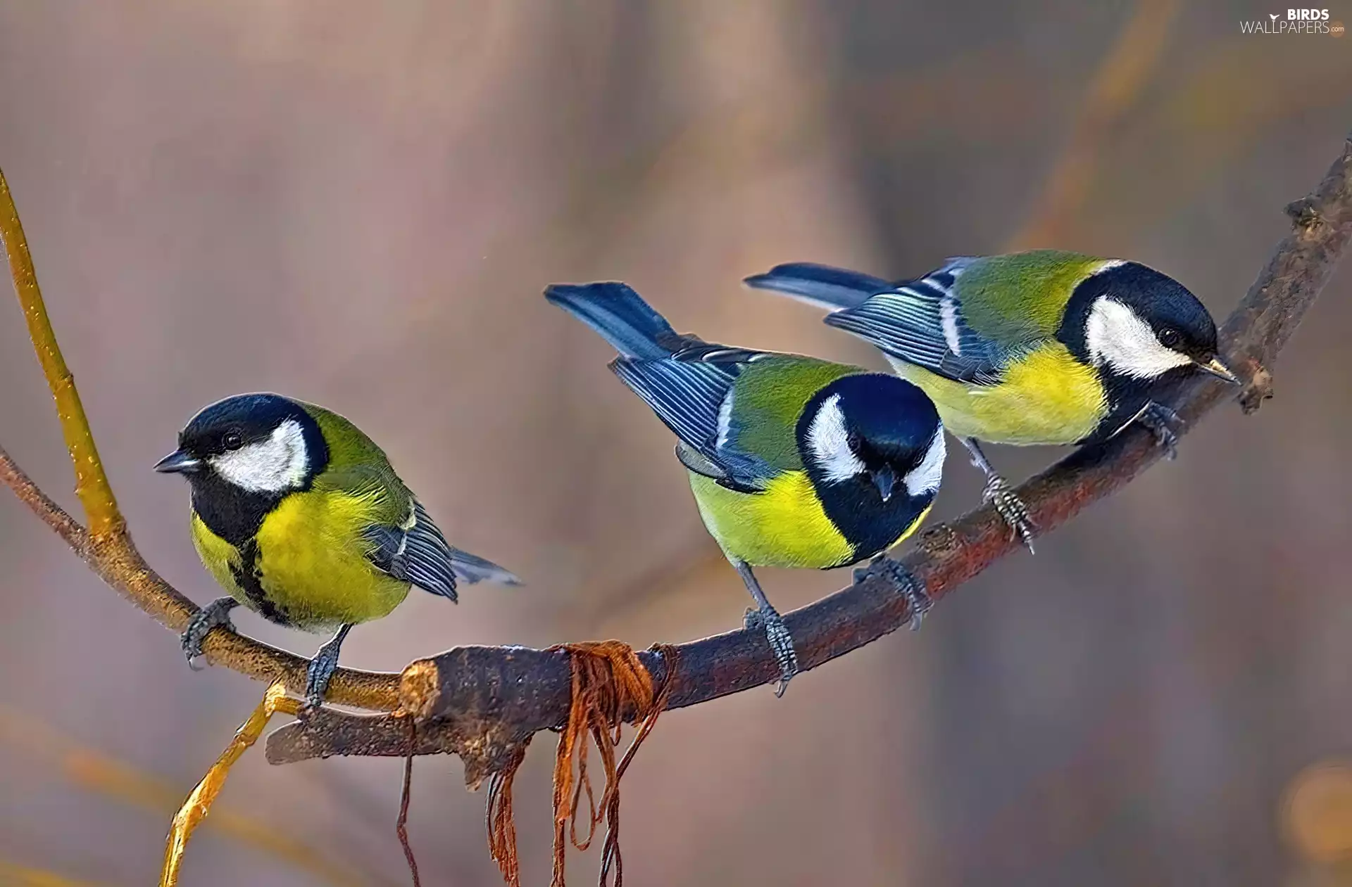 twig, Chickadees, Great tit