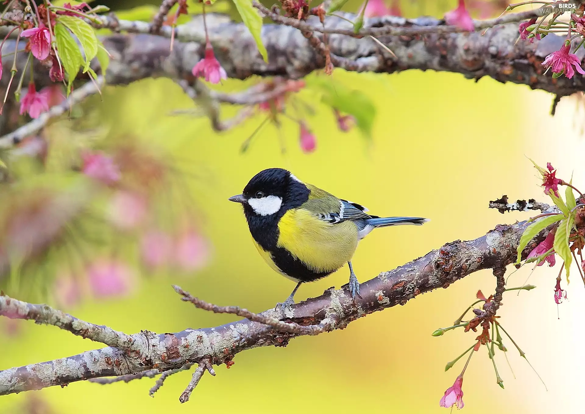 Twigs, tit, Great Tit