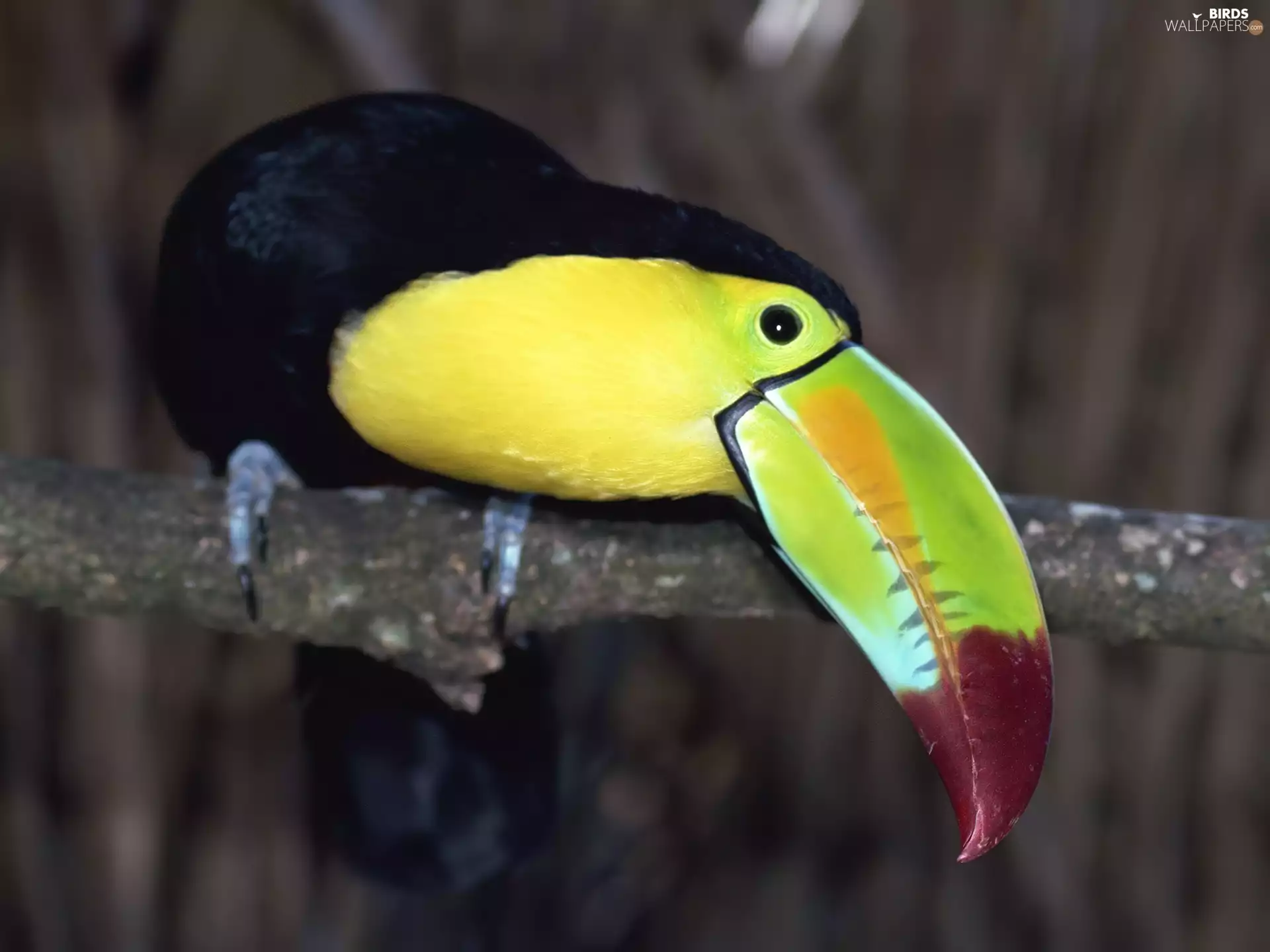 Toucan