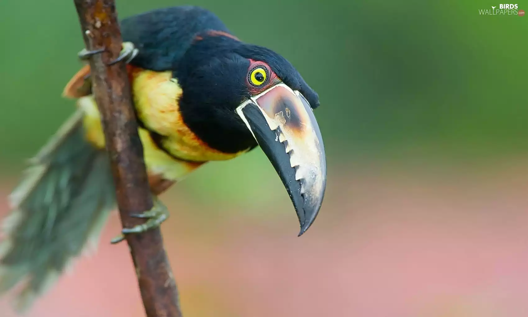 Toucan