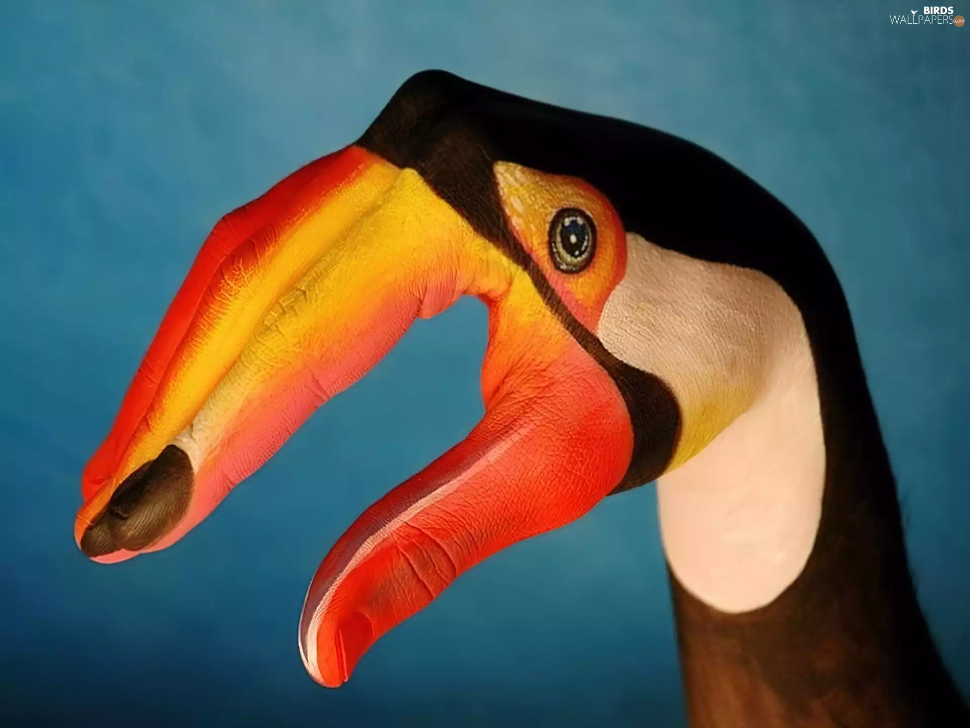 Toucan, Bodypaint, Bird