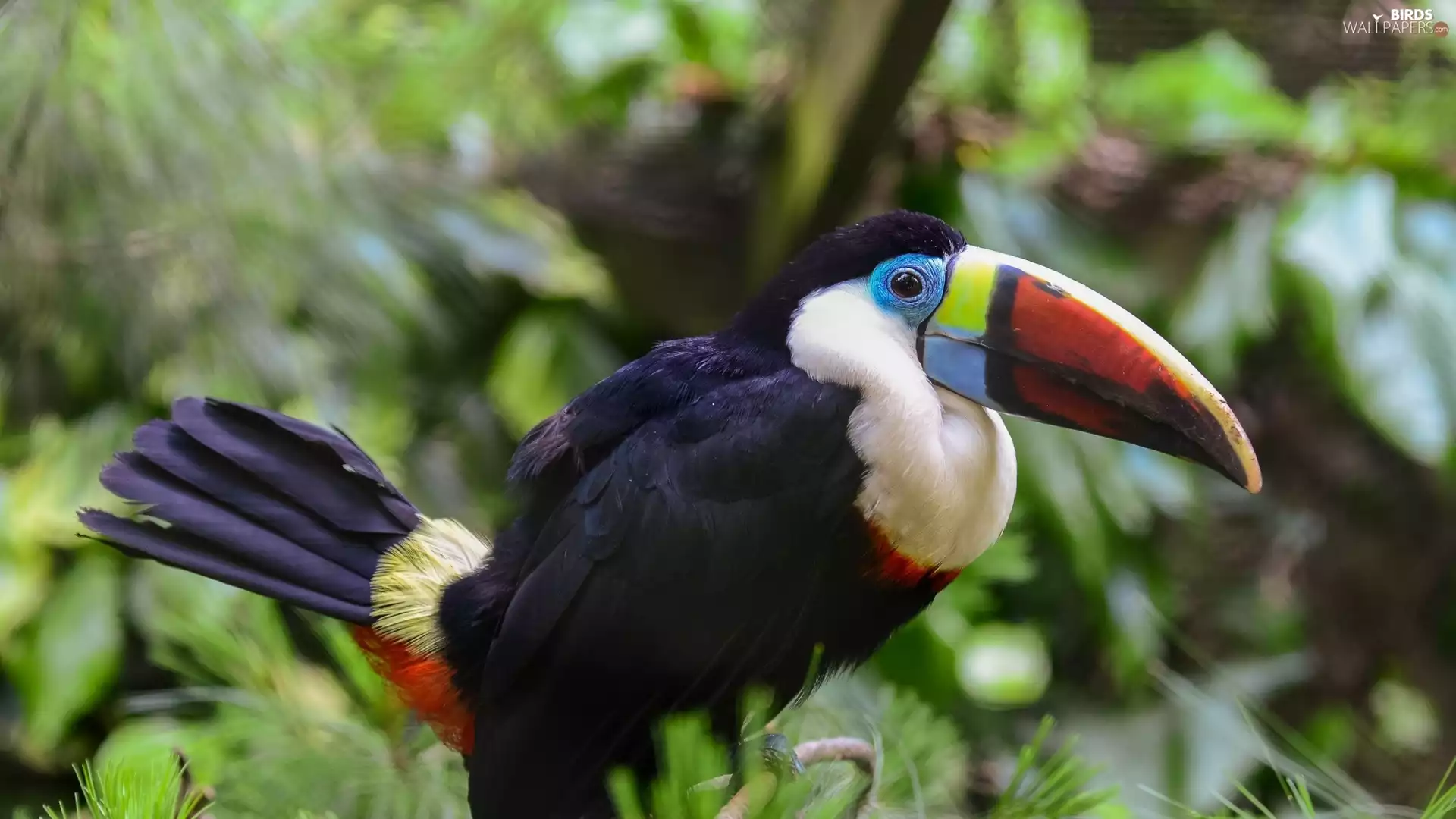 Bird, Red, nose, Toucan