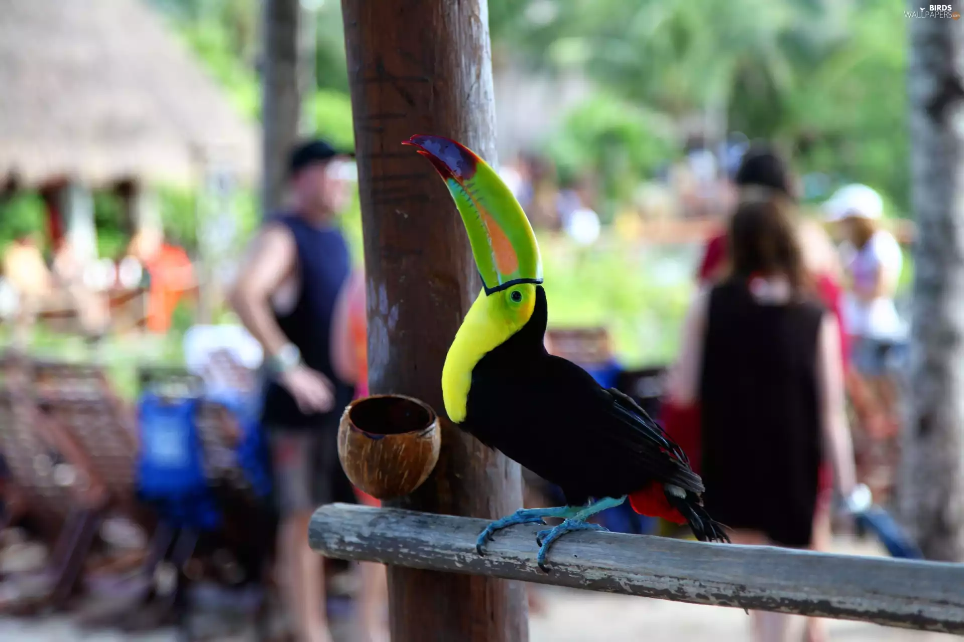 Toucan, Bird