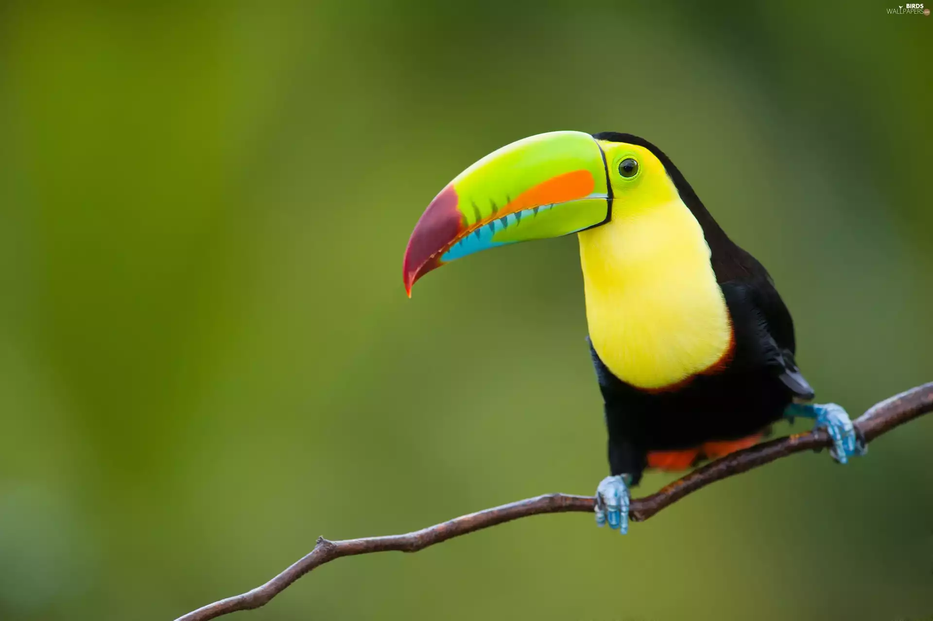 Toucan, branch