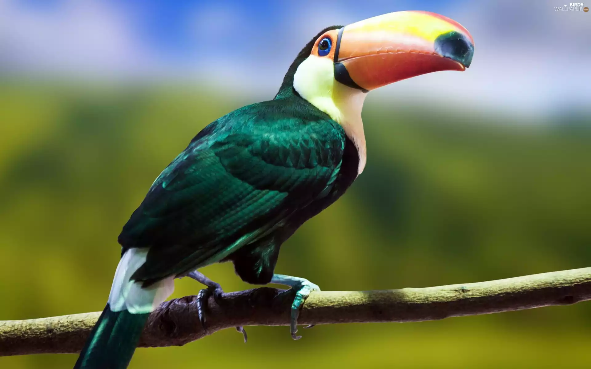 Toucan, branch