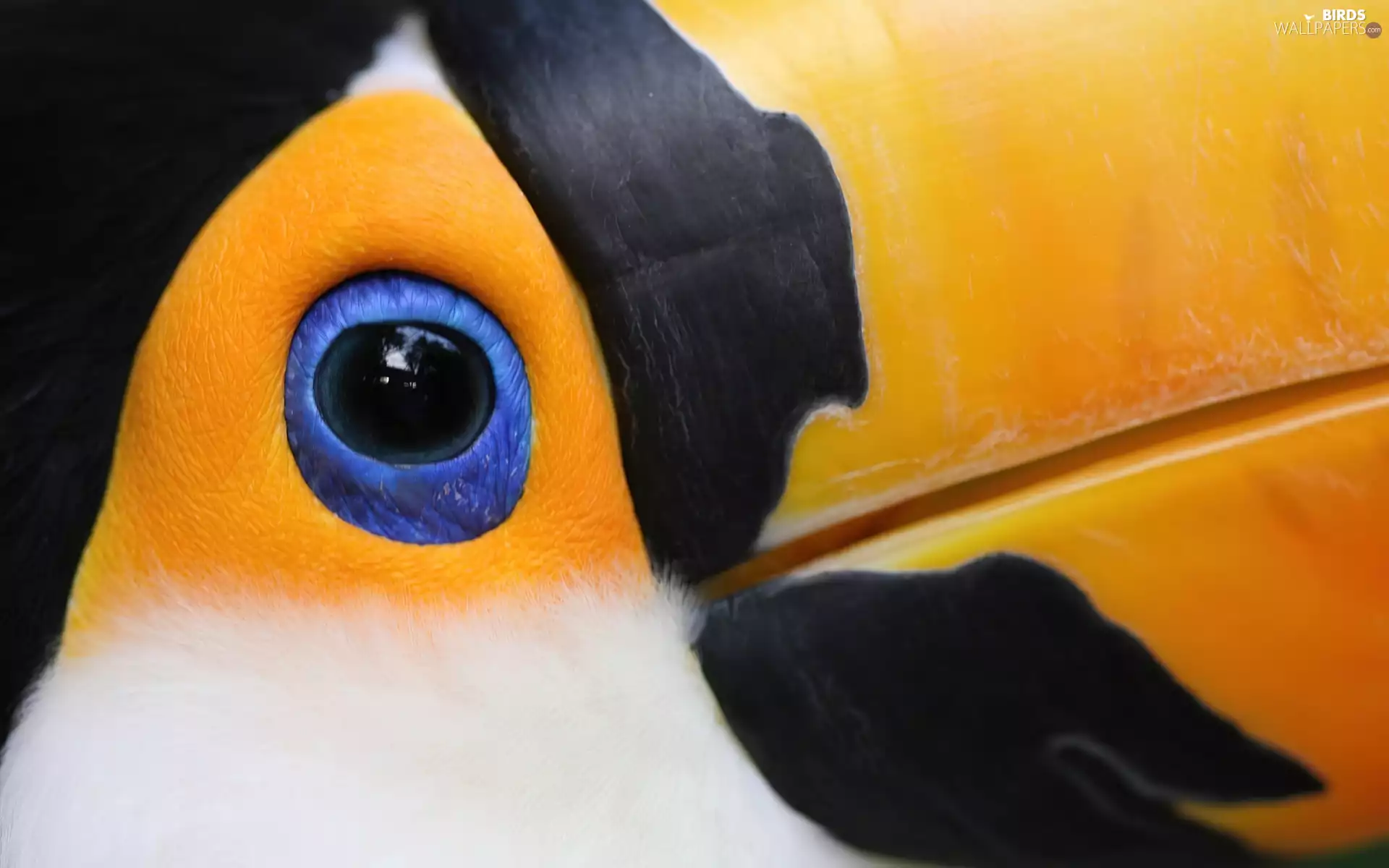 Toucan, eye