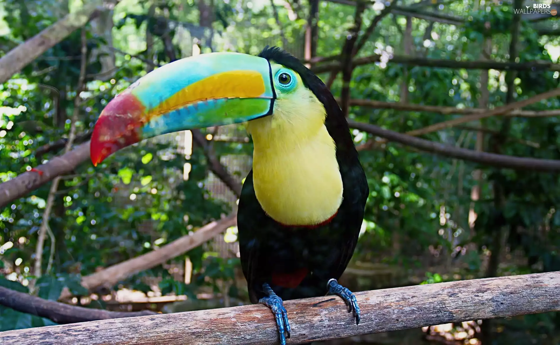 Leaf, Keel-billed toucan, branch pics