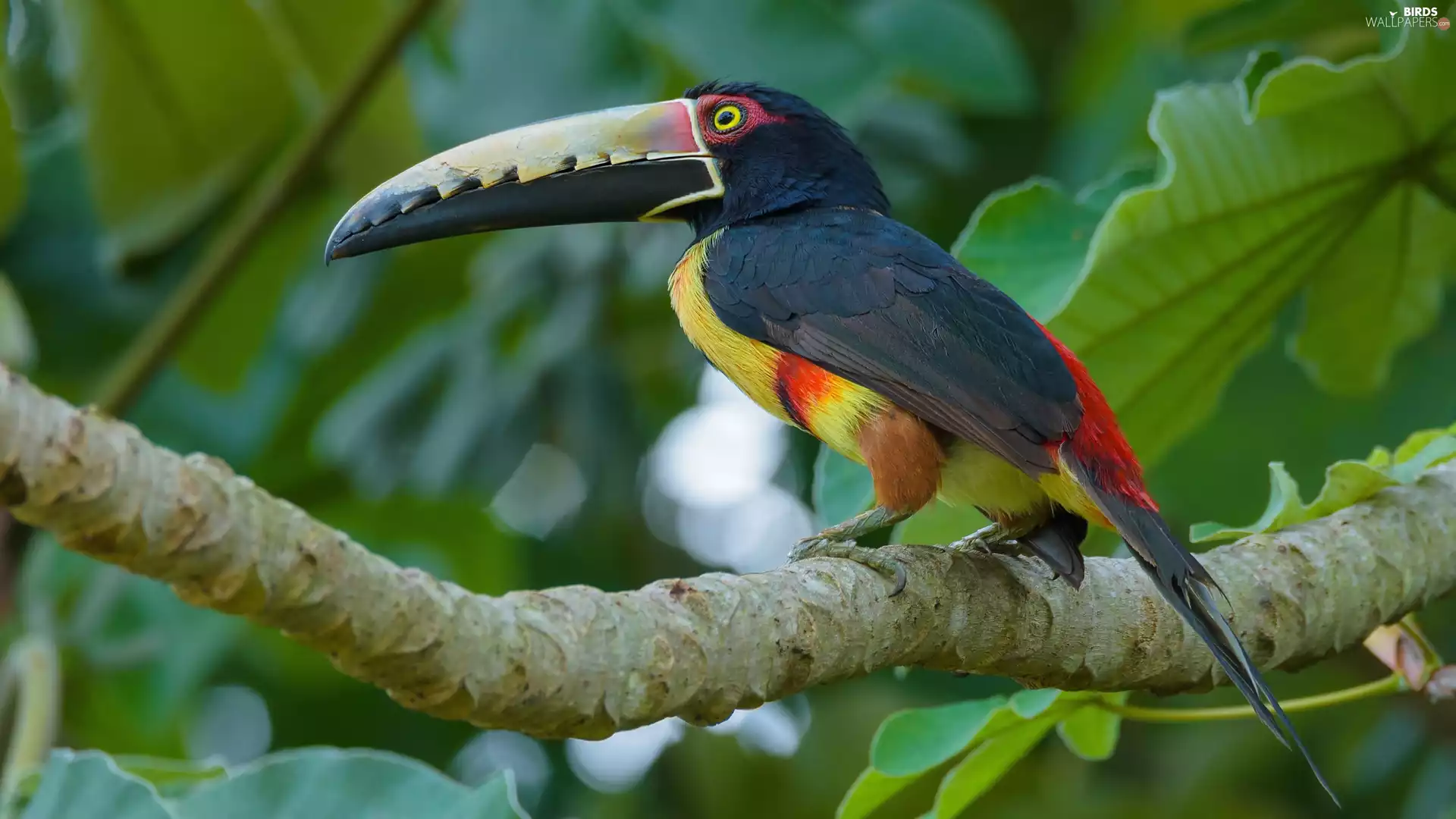 Arasari Visit poster, Bird, trees, Leaf, branch, Toucan