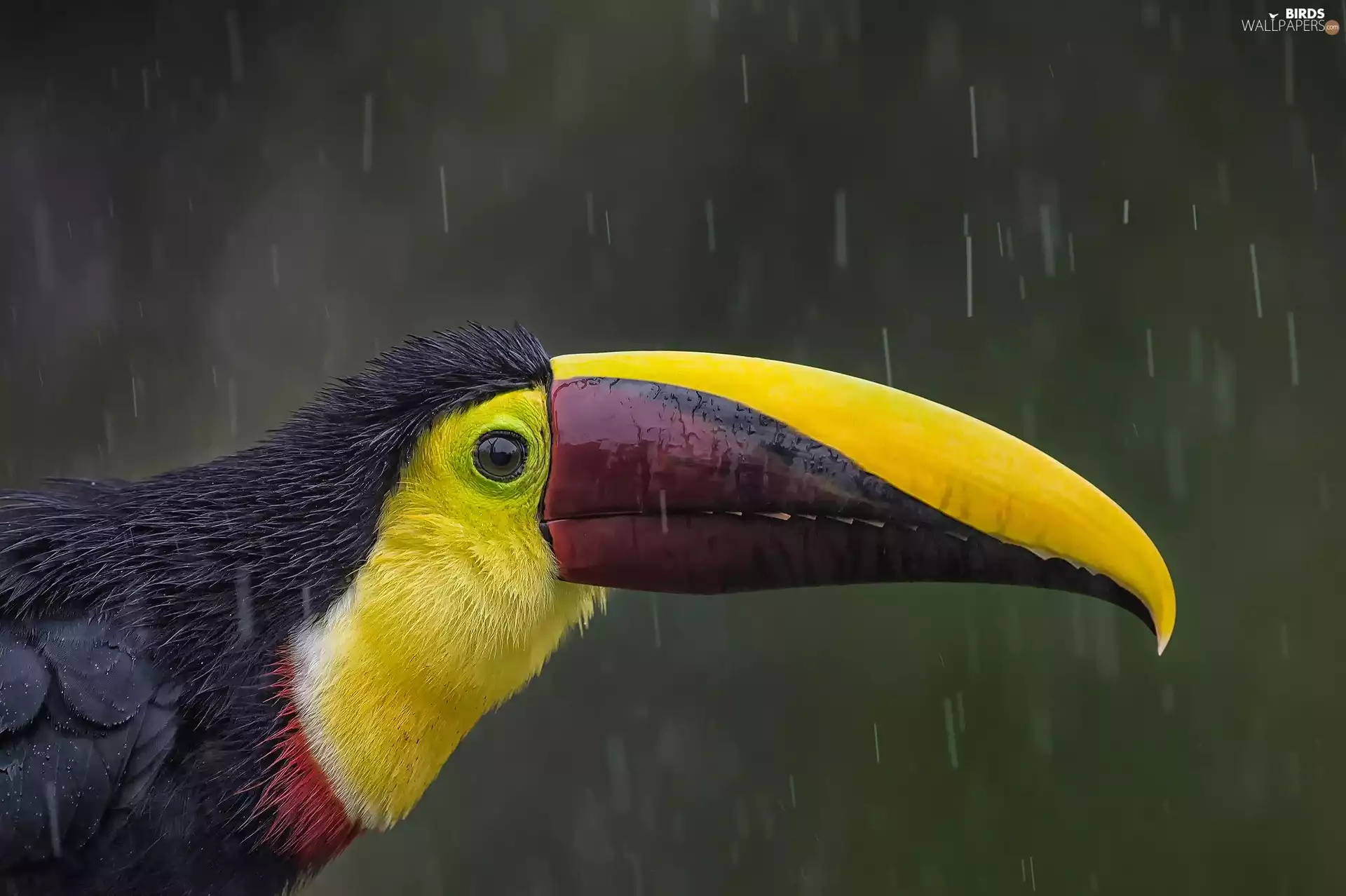 Toucan, Rain
