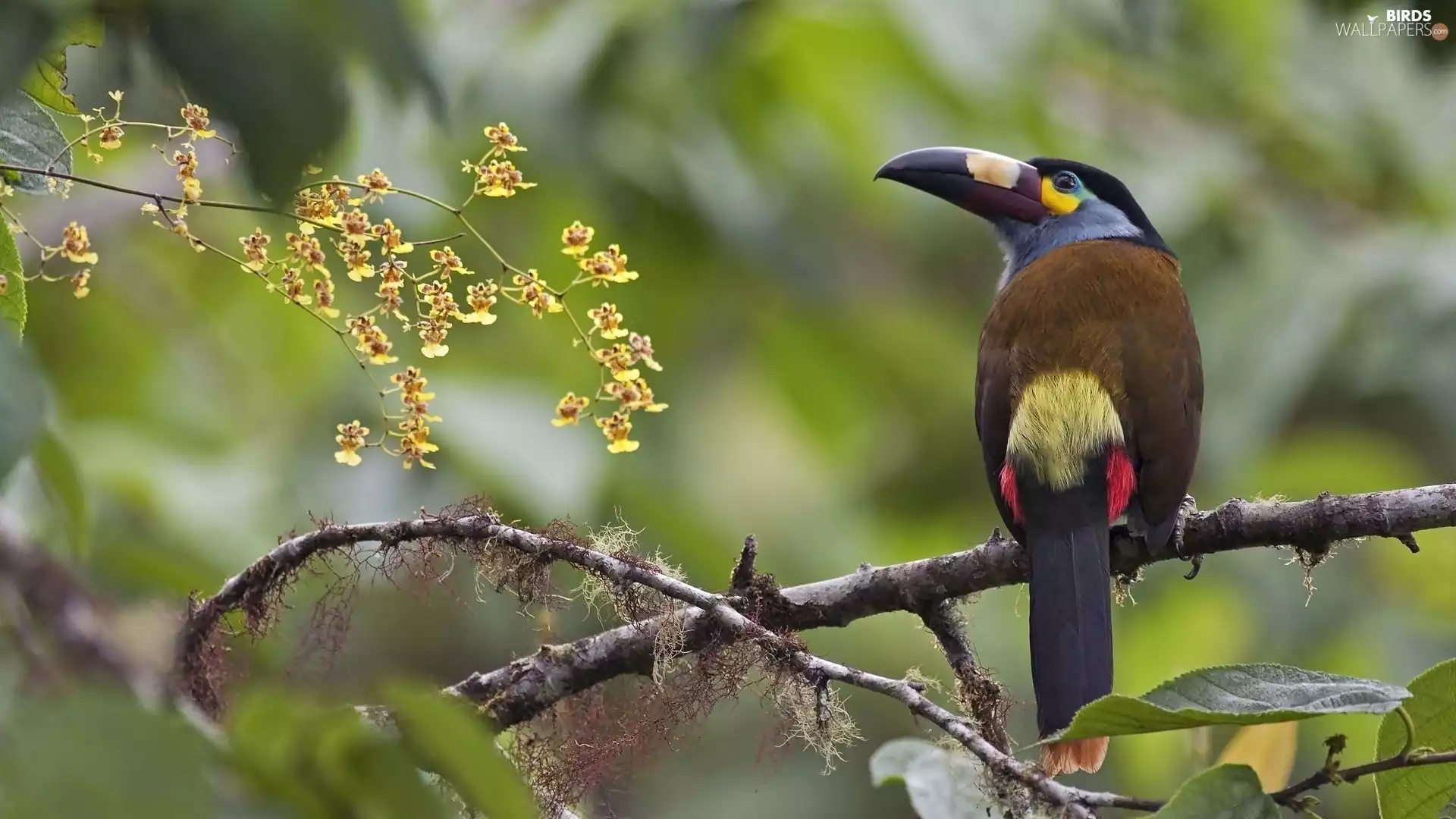 Plate-billed Mountain Toucan, Bird, Toucan