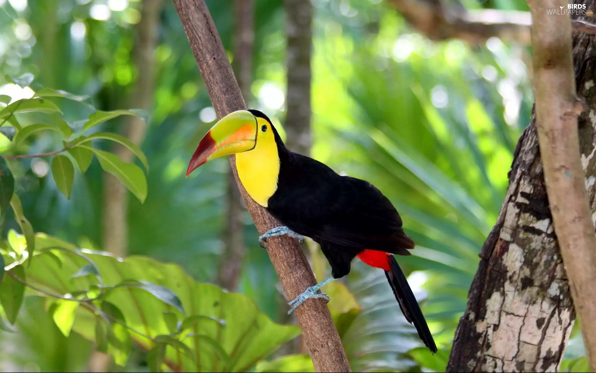 Toucan, trees