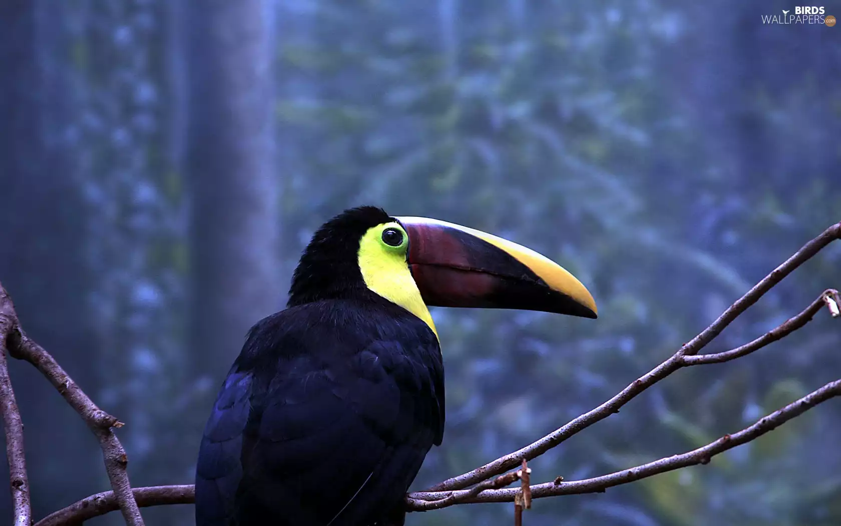 Toucan, twig