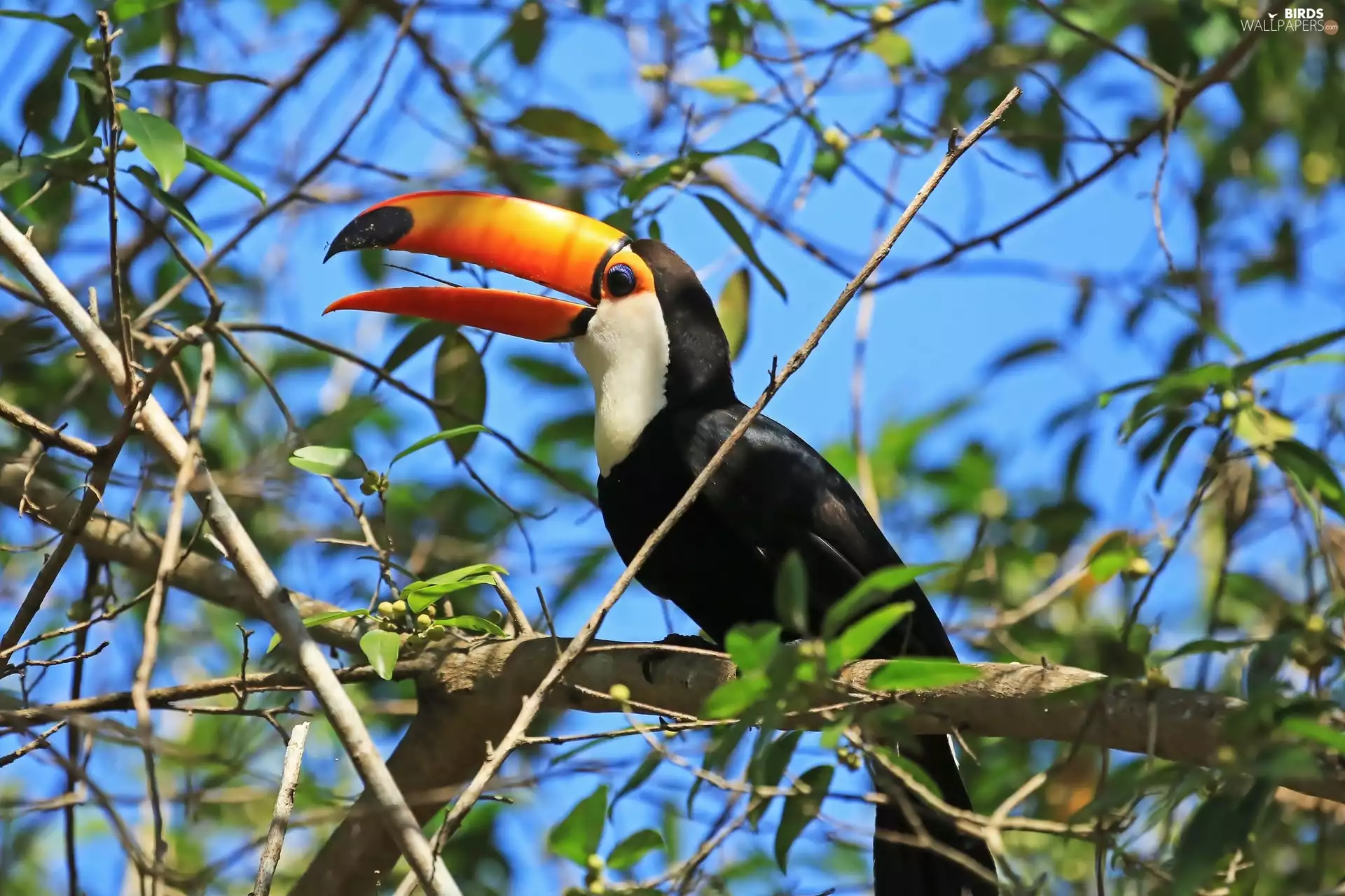 Toucan, Twigs