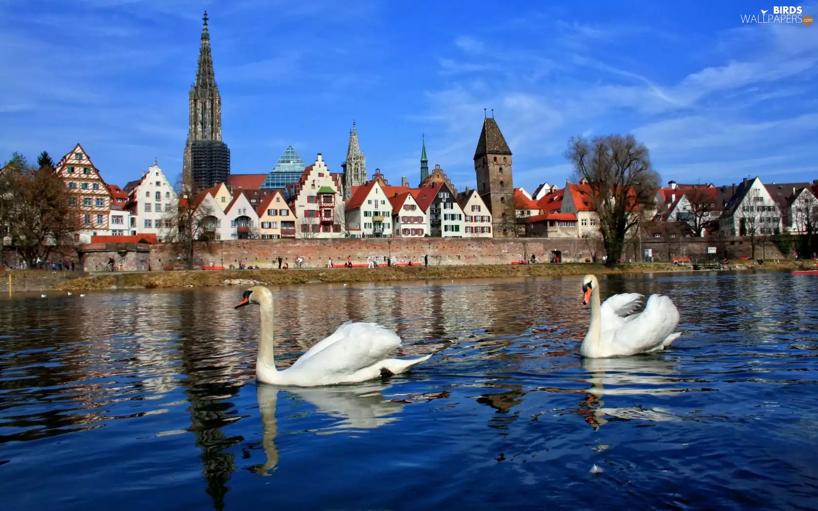 Swan, Bavaria, Germany, Town